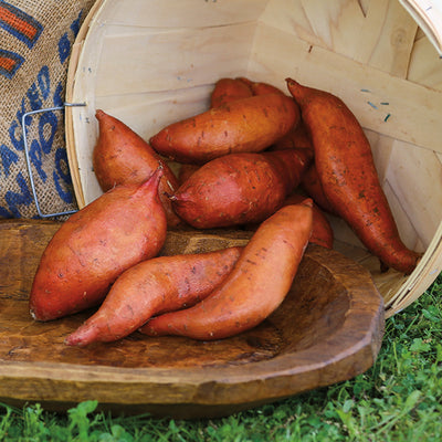Sweet Potato, Beauregard