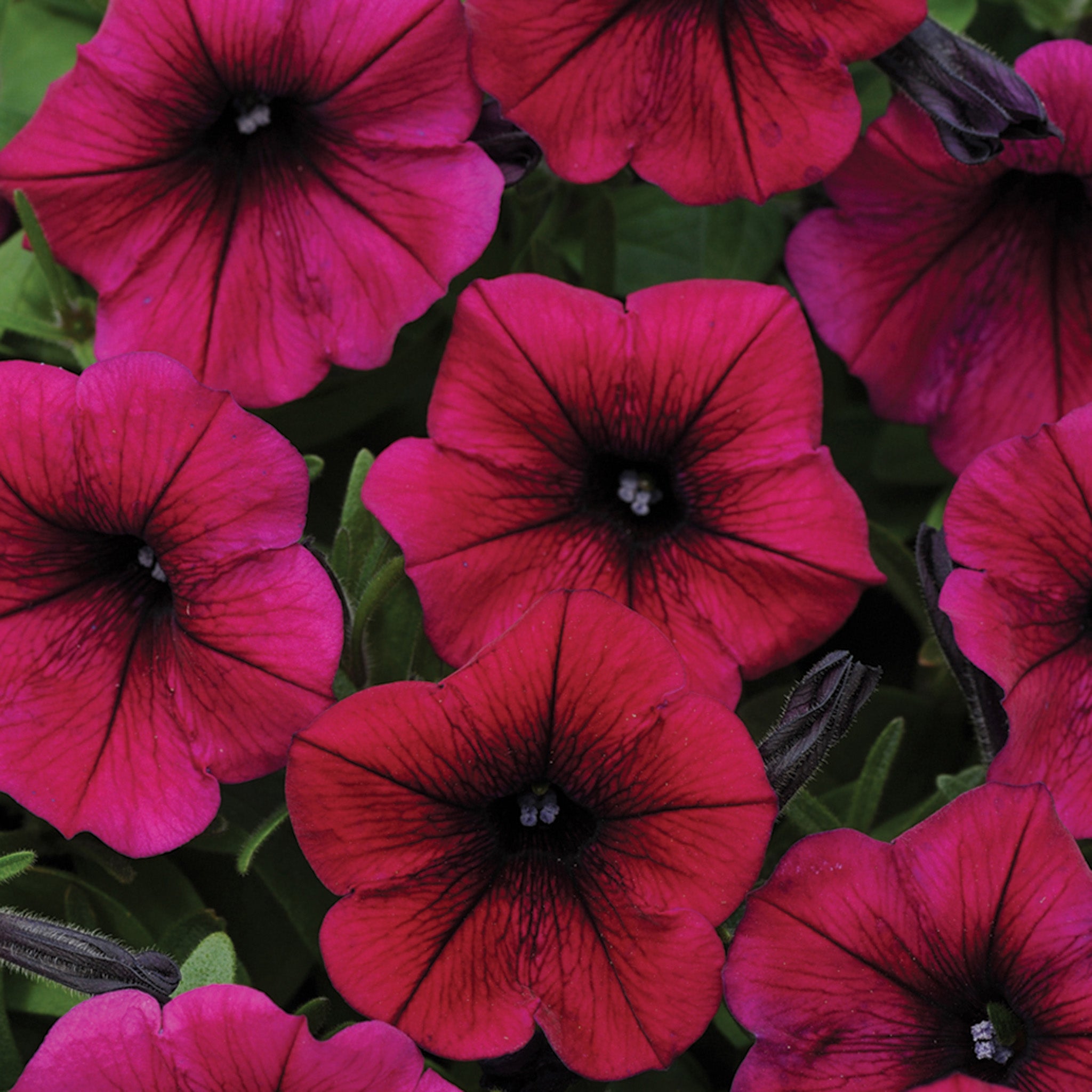 Petunia, Shock Wave® Deep Purple Hybrid