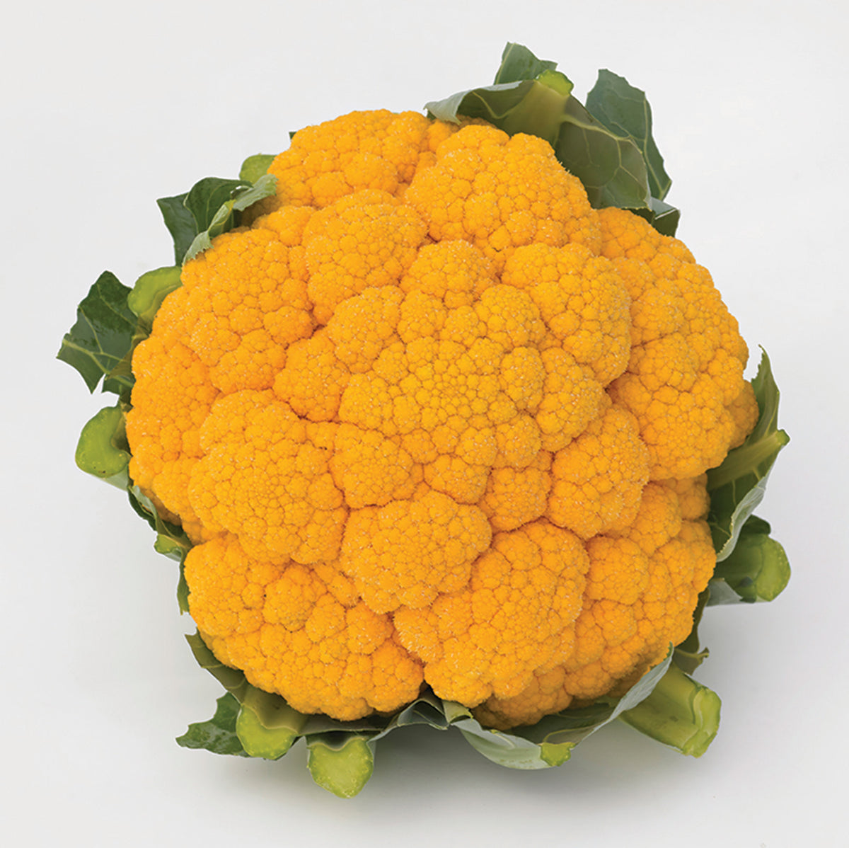 Cauliflower, Clementine Hybrid