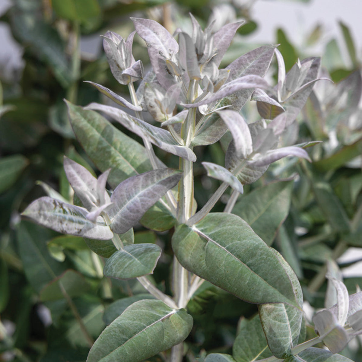 Eucalyptus, StyX