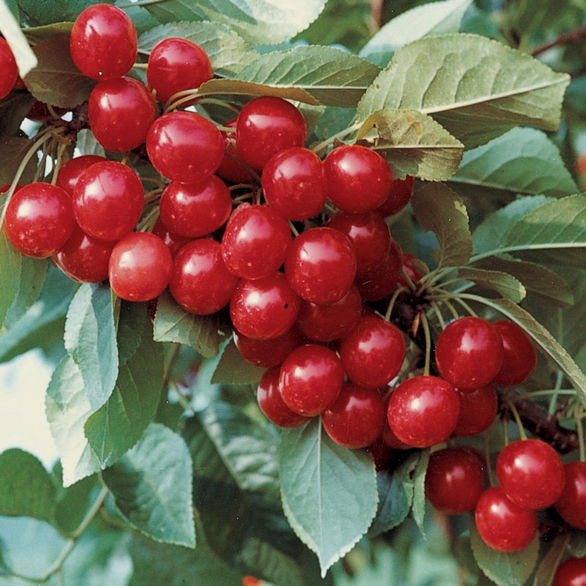 Cherry, North Star