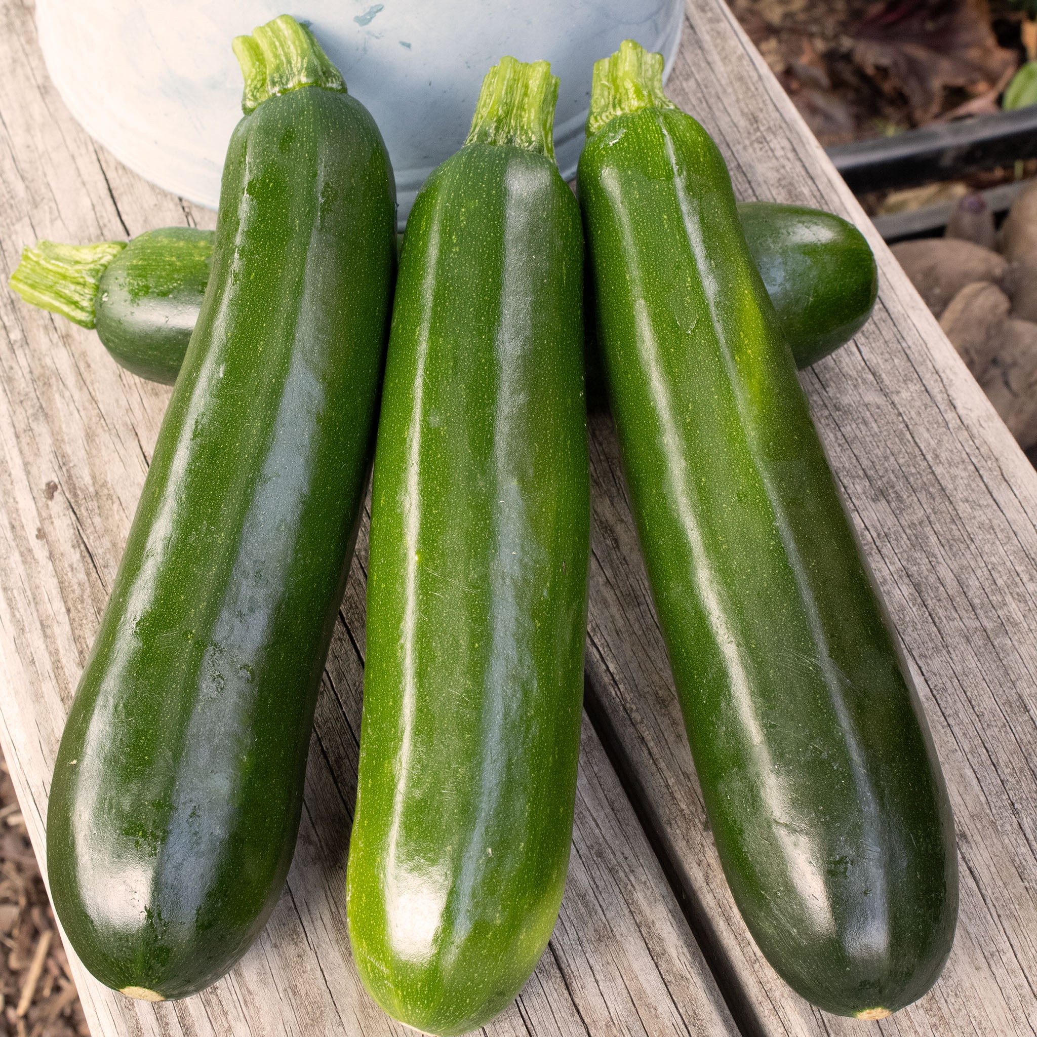 Squash, Summer, Spineless Supreme Hybrid