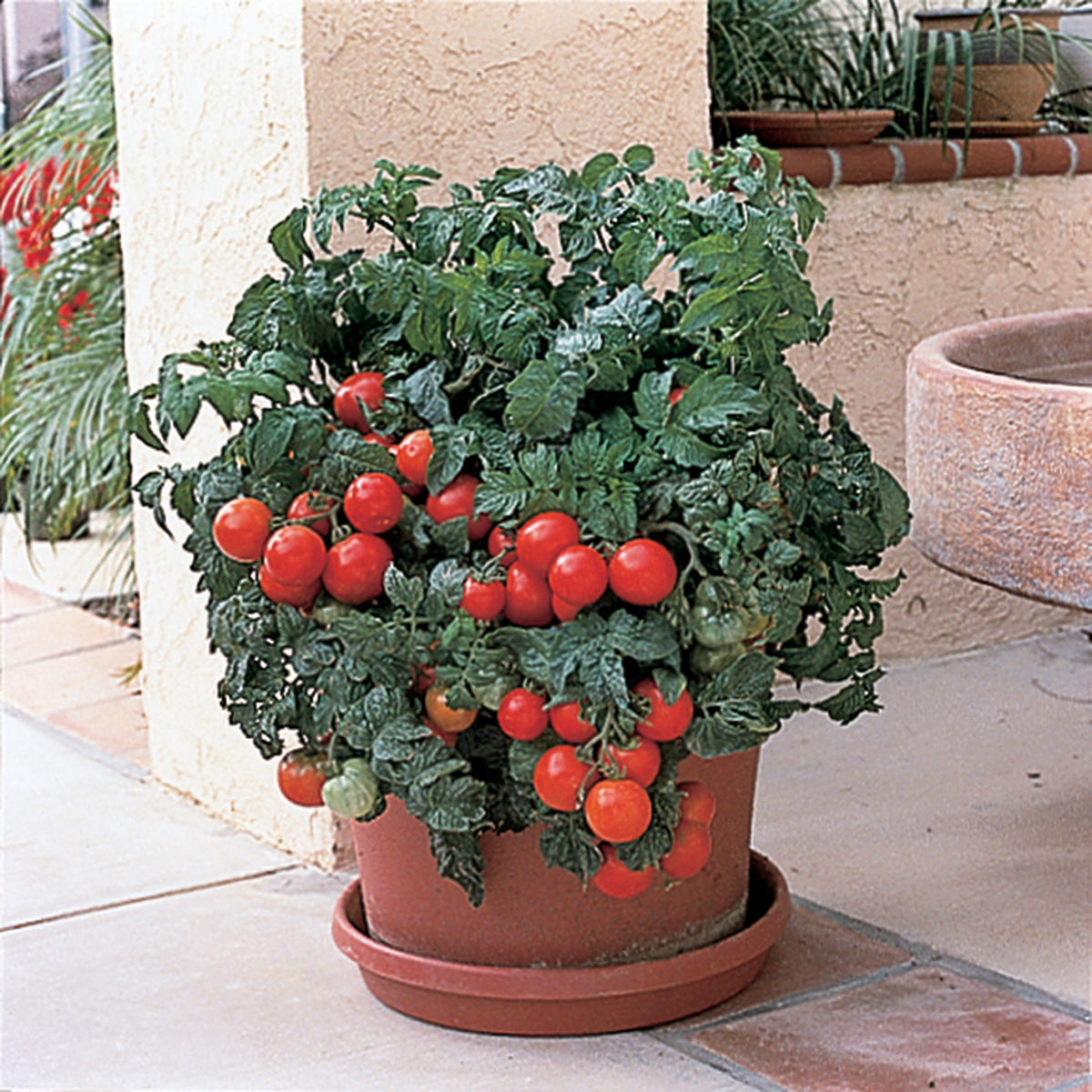 Tomato, Patio Hybrid