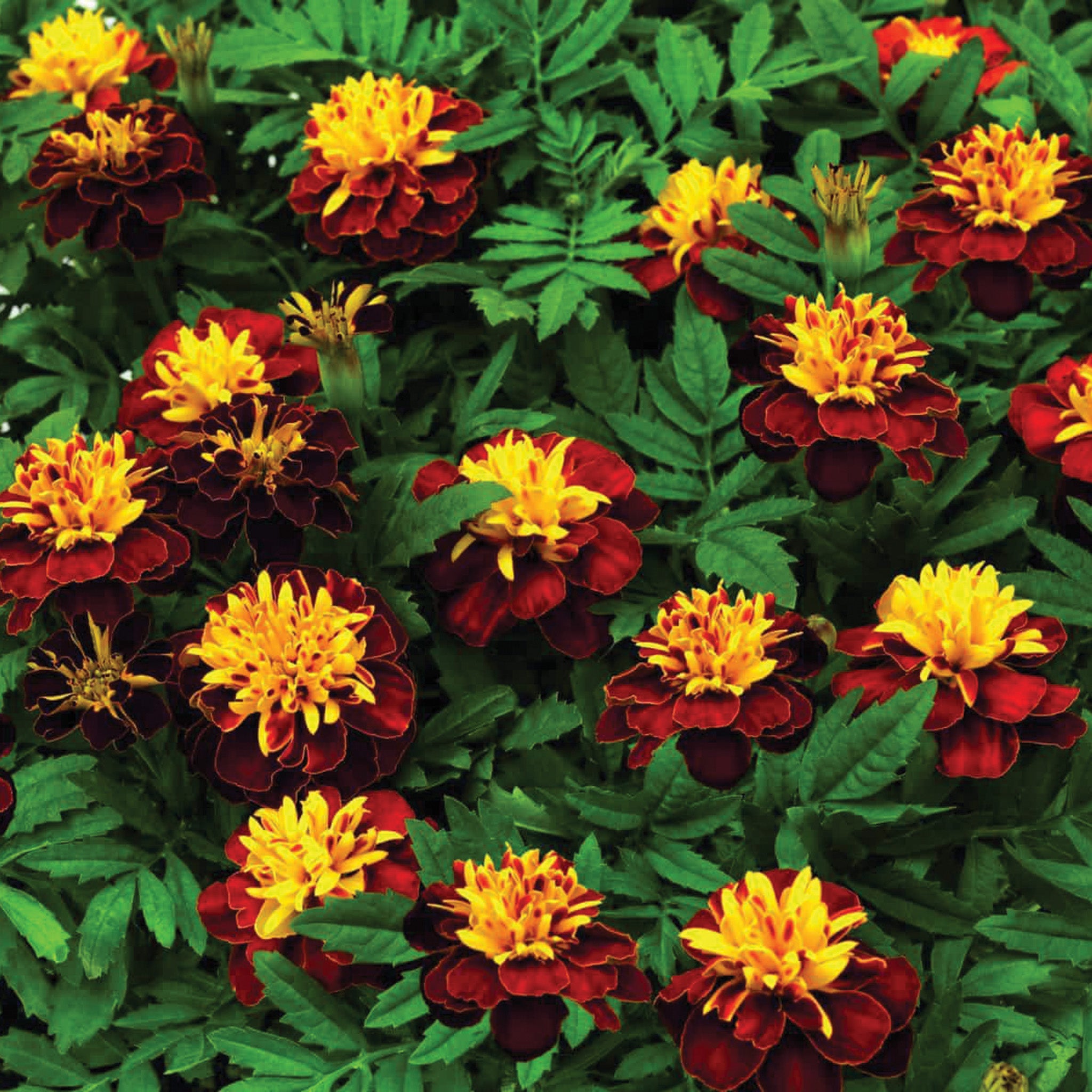 Marigold, Super Hero™ Spry
