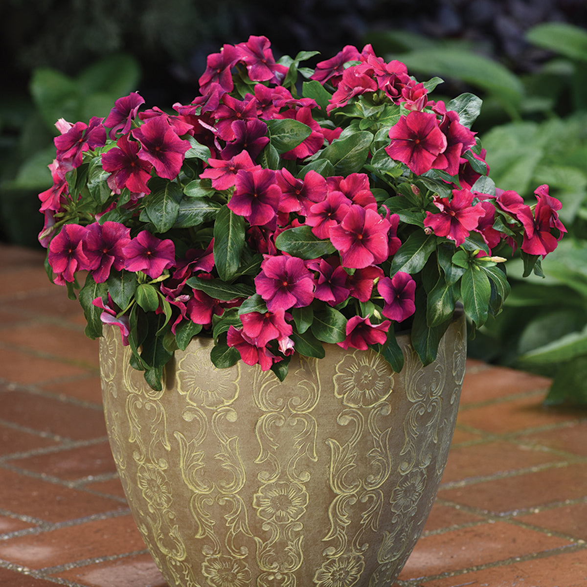 Vinca, Tattoo™ Black Cherry