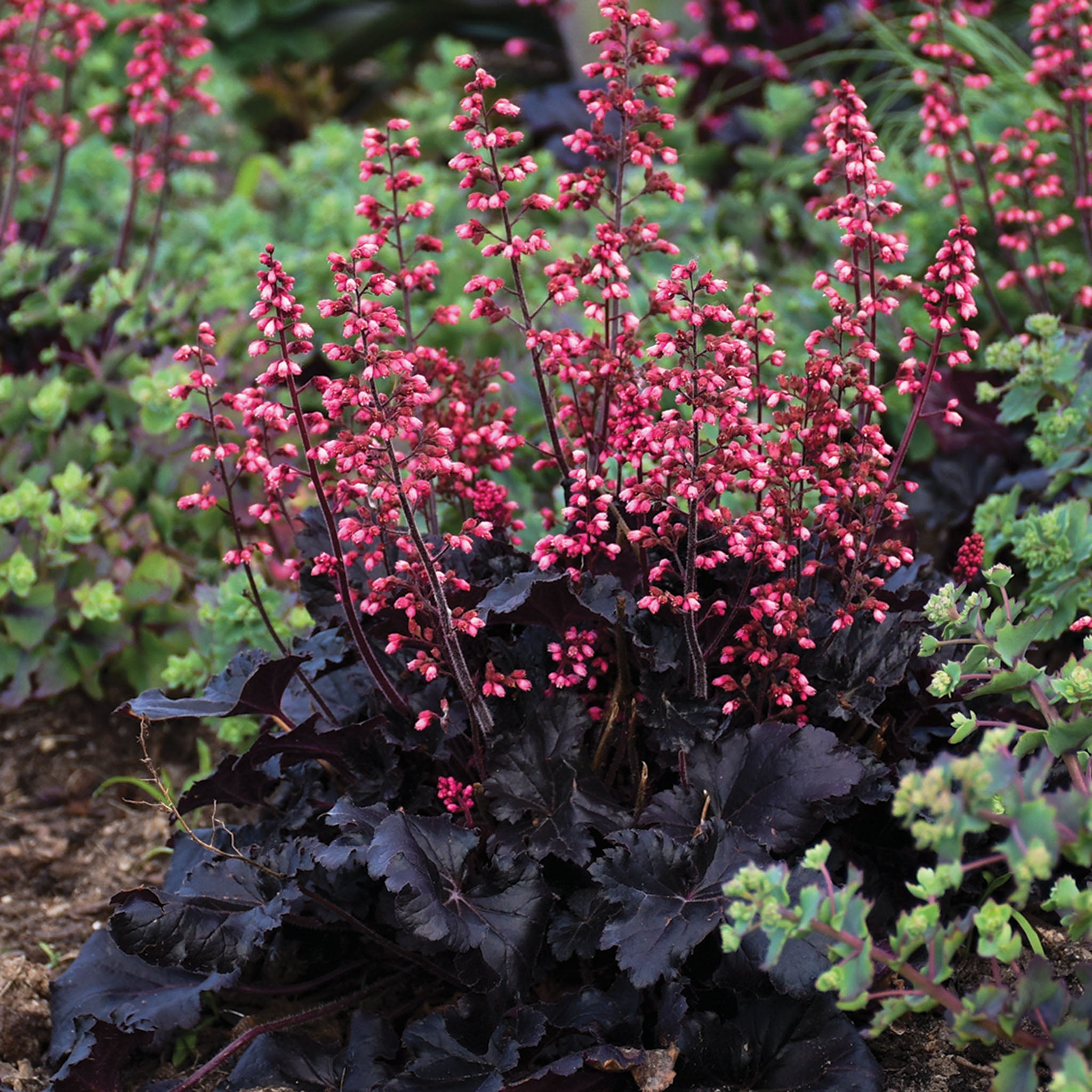 Heuchera, Timeless Night