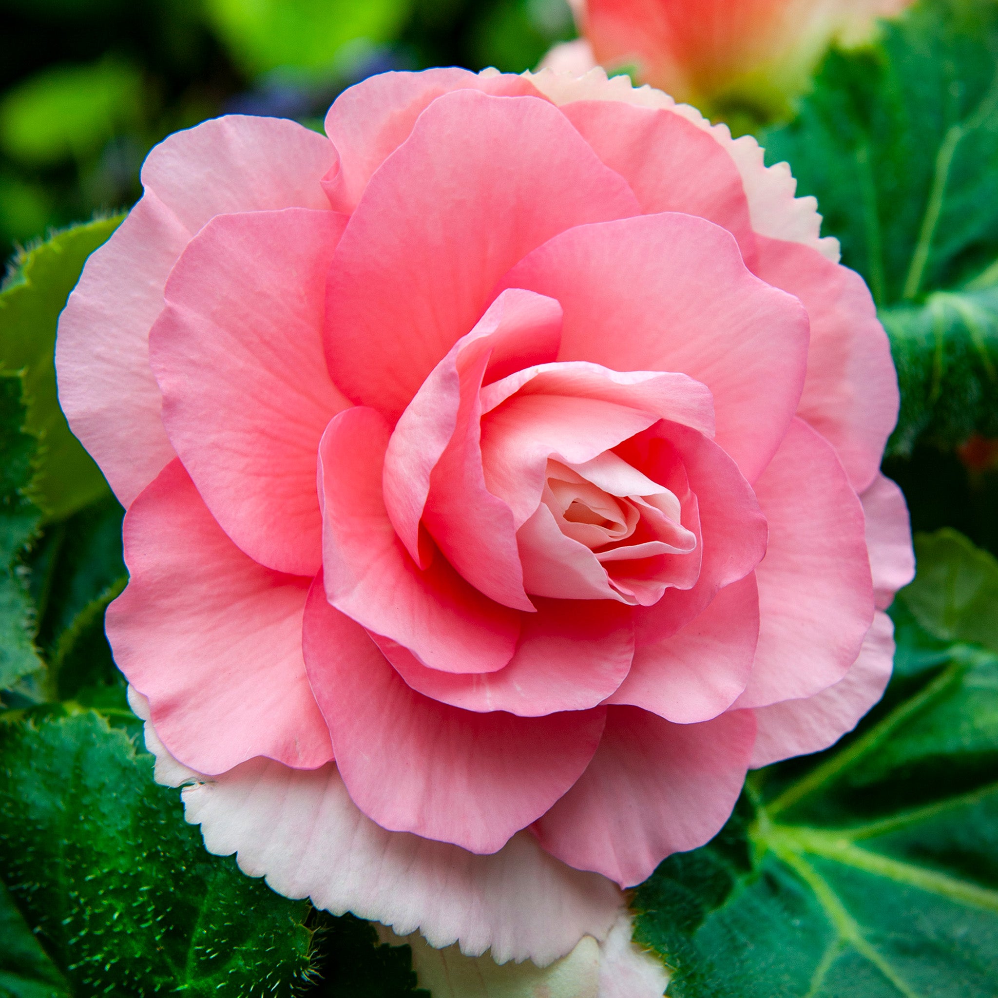 Begonia, Double Pink
