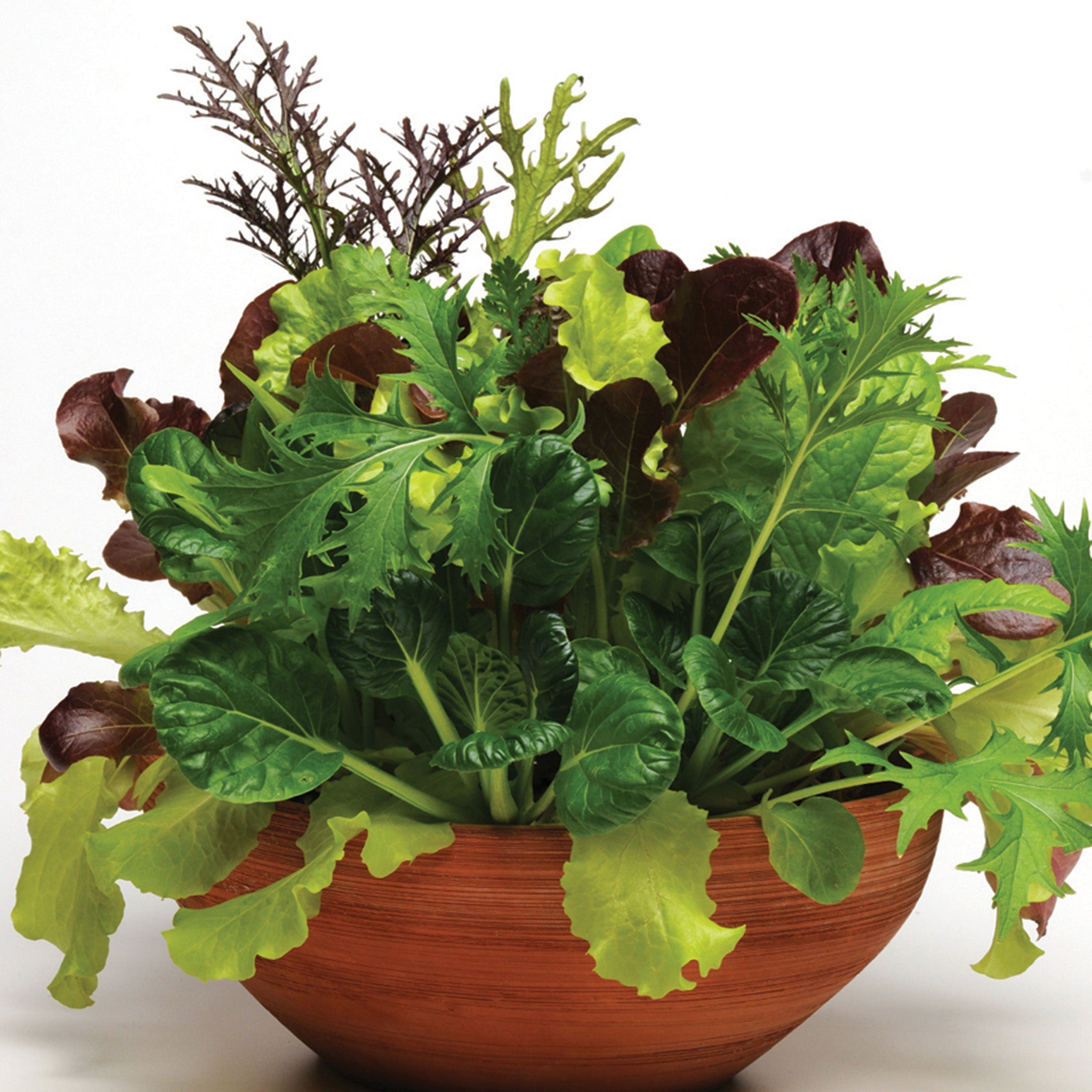 Mesclun, SimplySalad® City Garden Blend