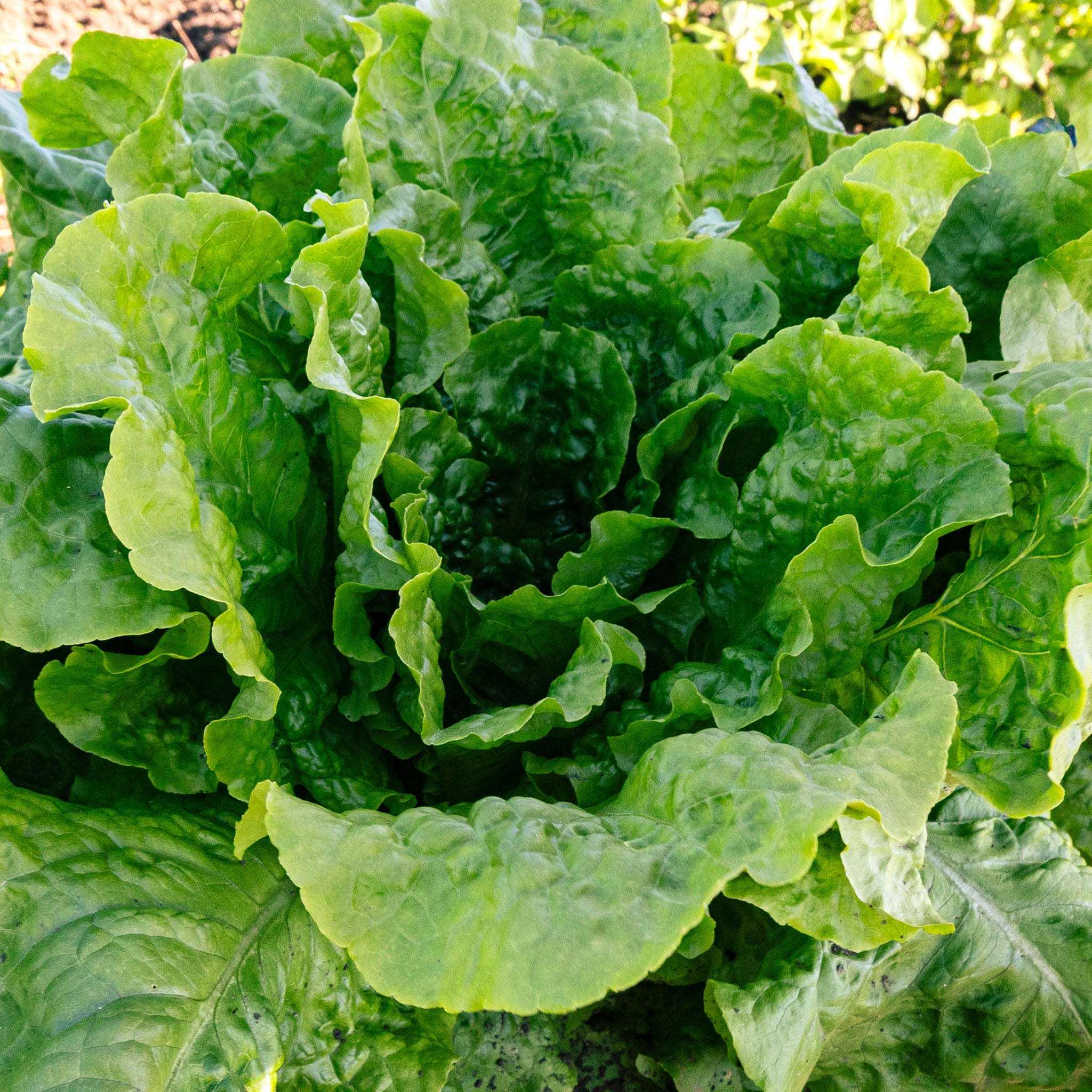 Lettuce, Buttercrunch Organic
