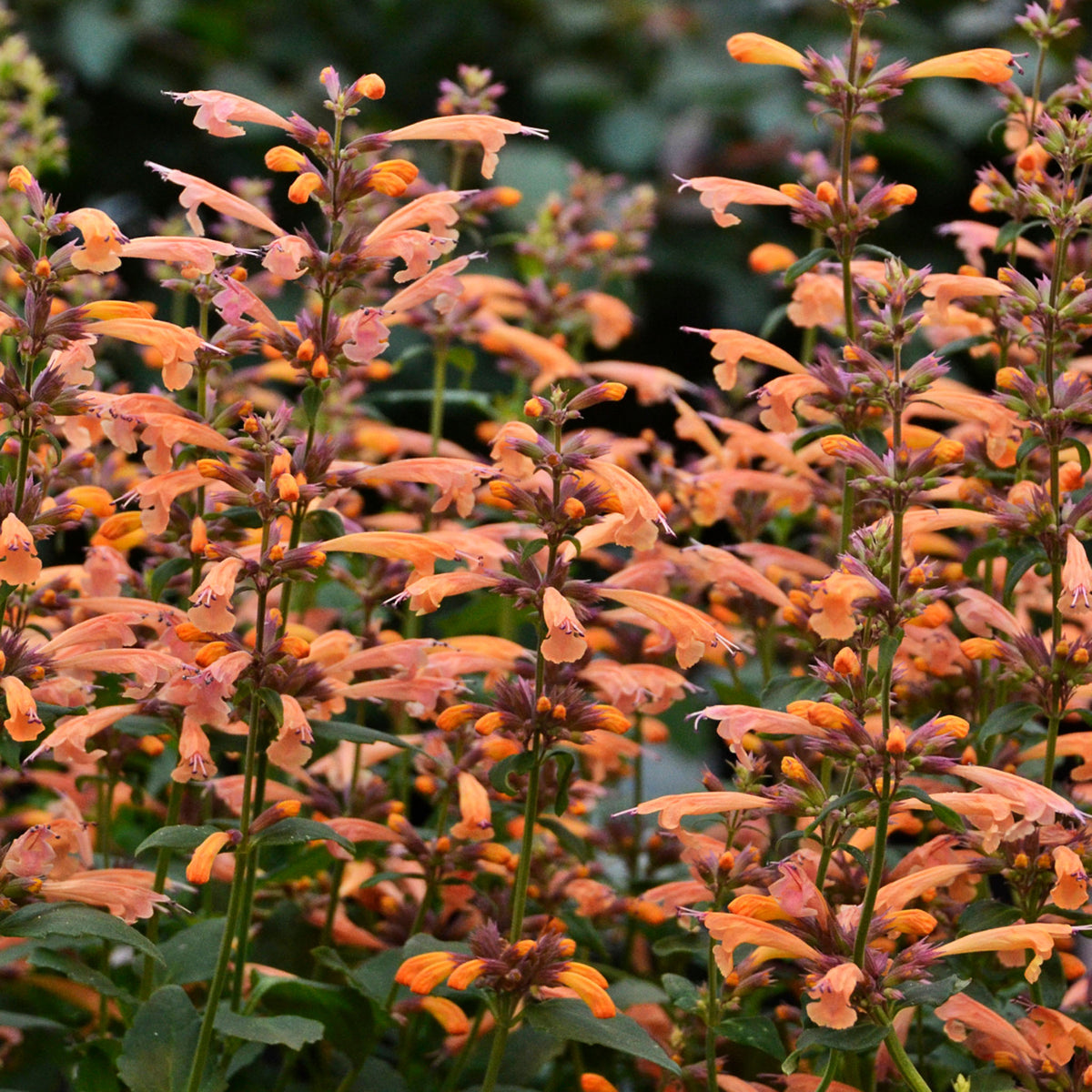 Agastache, Mango Tango