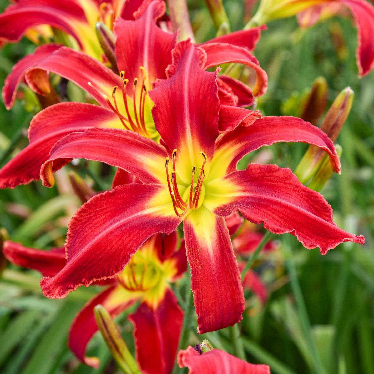Daylily, Heavenly United We Stand