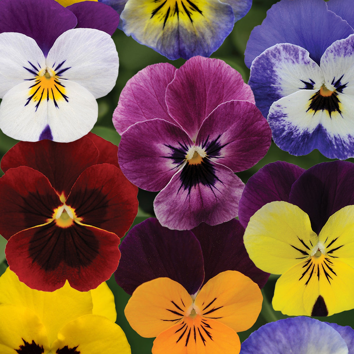 Viola,  Sorbet® XP Autumn Select Mixture.