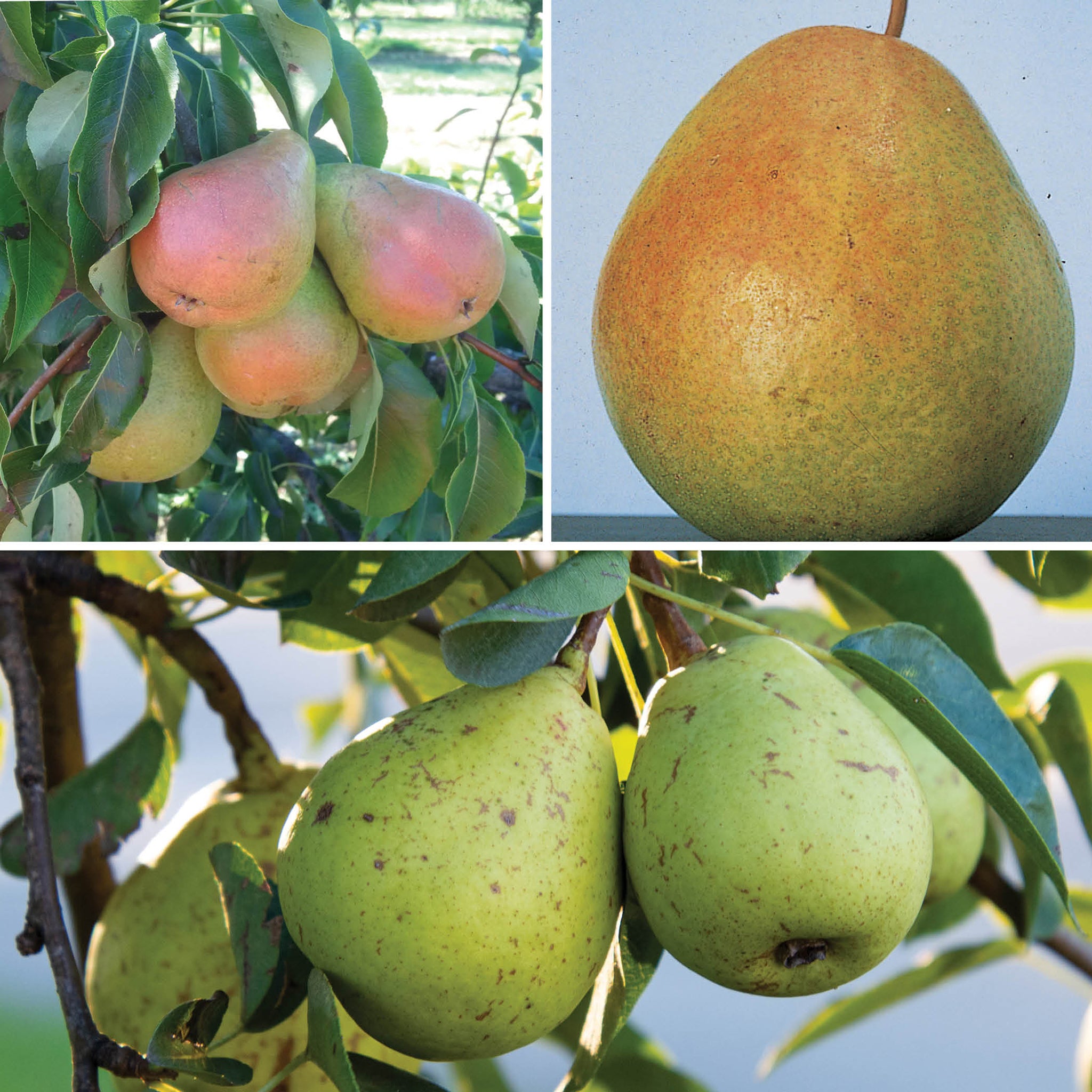 Dwarf Pear Trees for the North Offer #2 - Substitution: 2 Hardy Wisconsin Pears & 1 Flemish Beauty