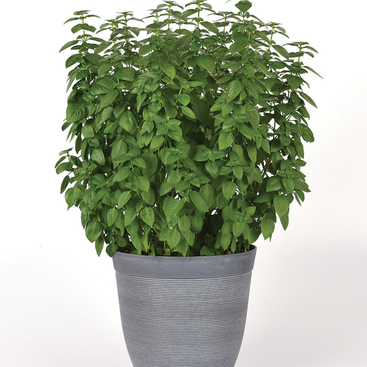 Basil, Everleaf Lemon