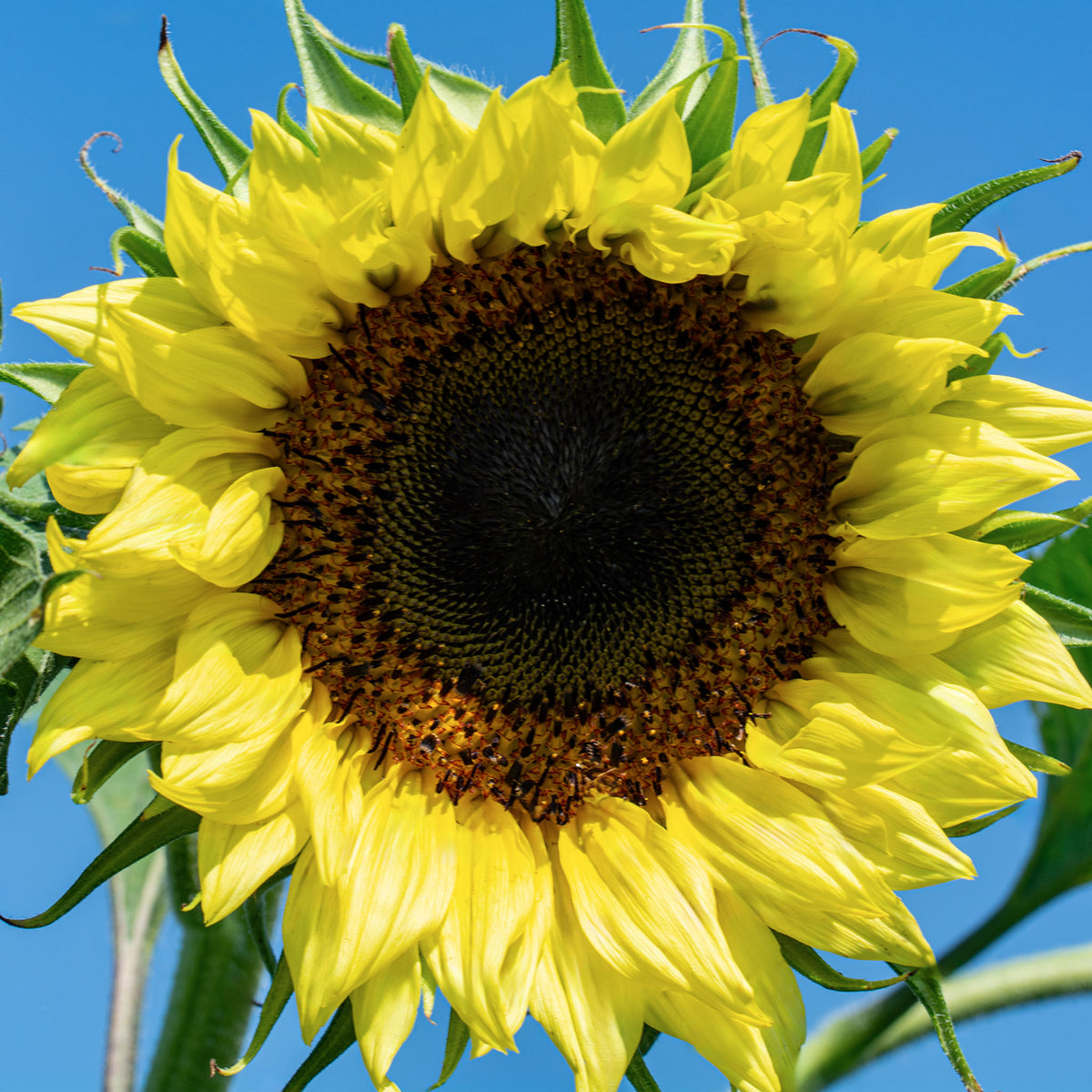 Sunflower, Lemon Queen