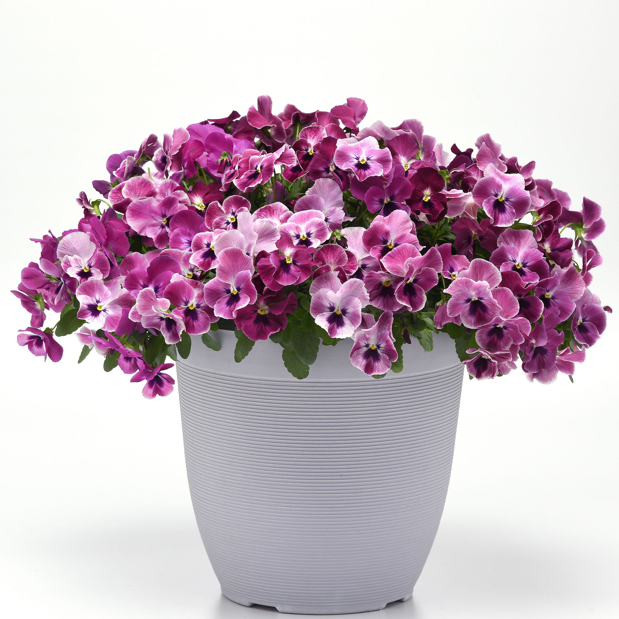 Pansy, Top Wave® Pink Shades Hybrid