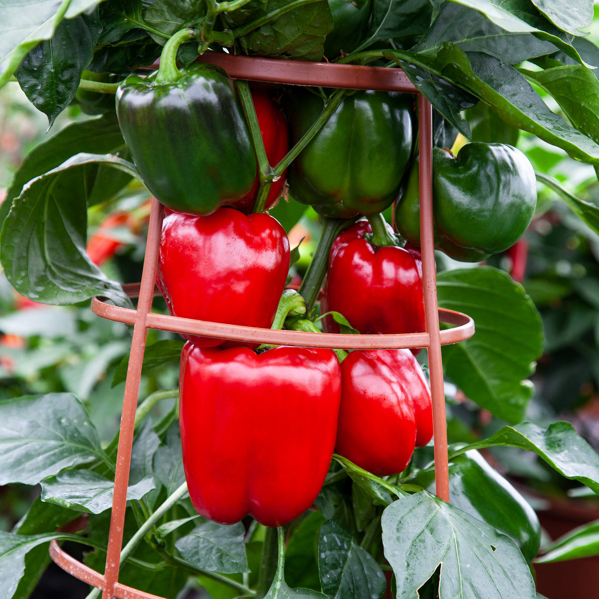 Pepper, Bell, Big Ben Hybrid