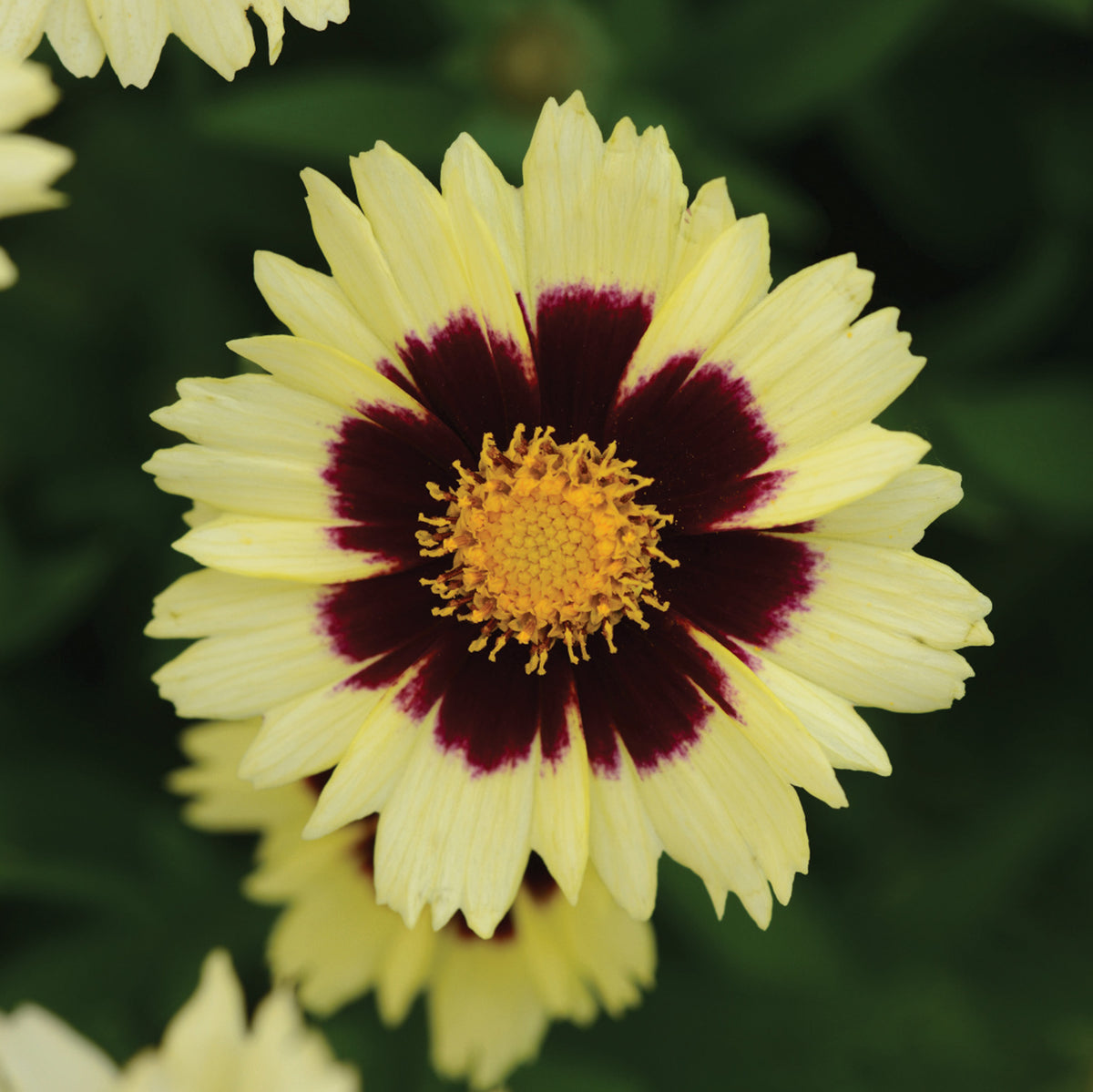 Coreopsis, Uptick™ Cream & Red