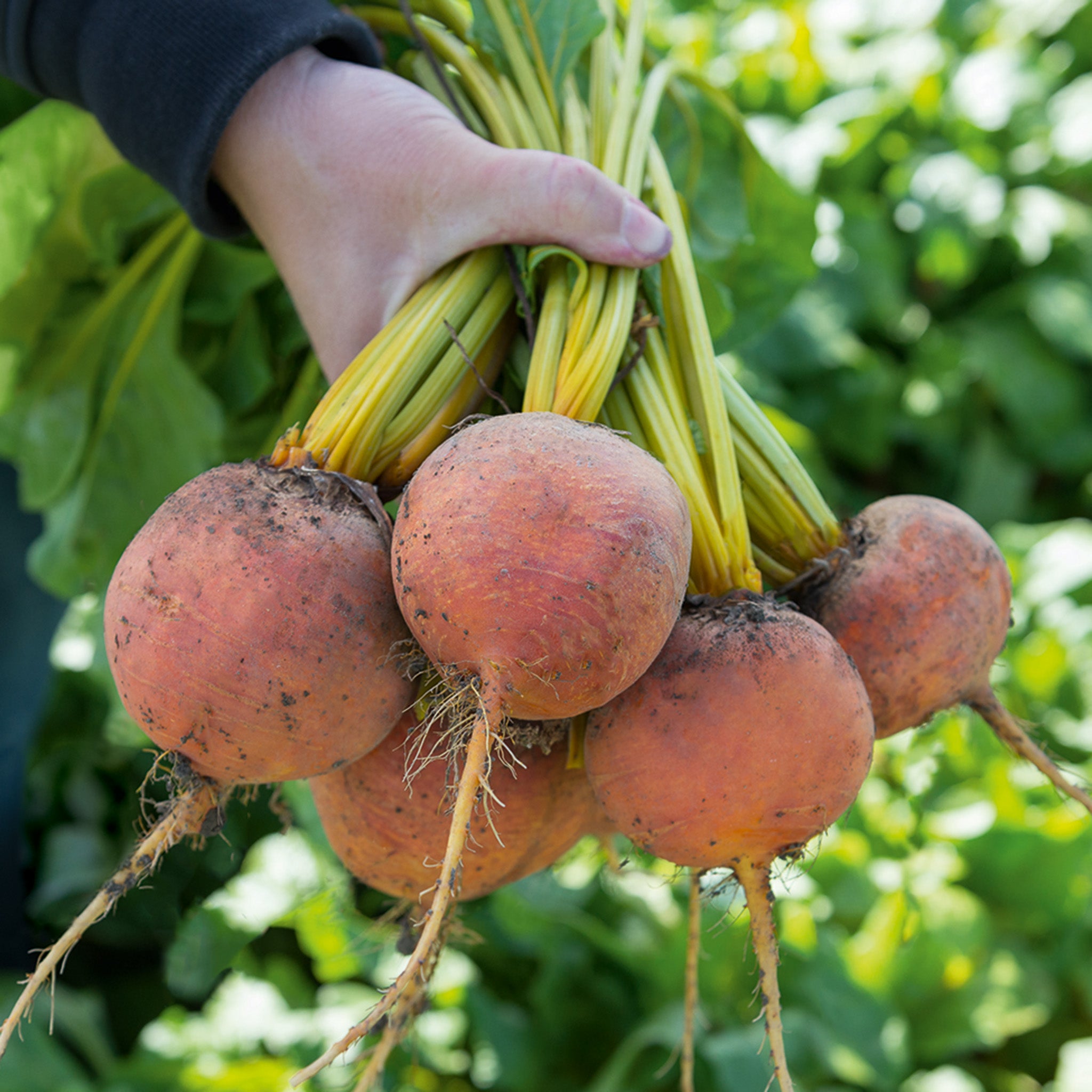 Beet, Boldor
