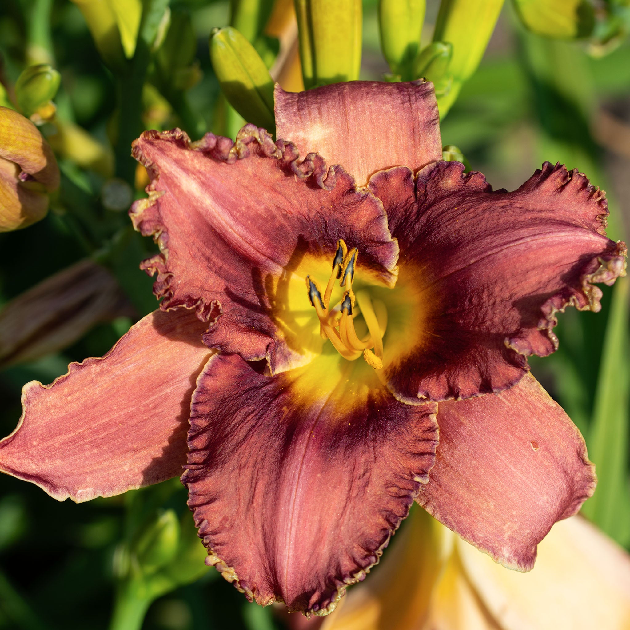 Daylily, Cattleya Frills