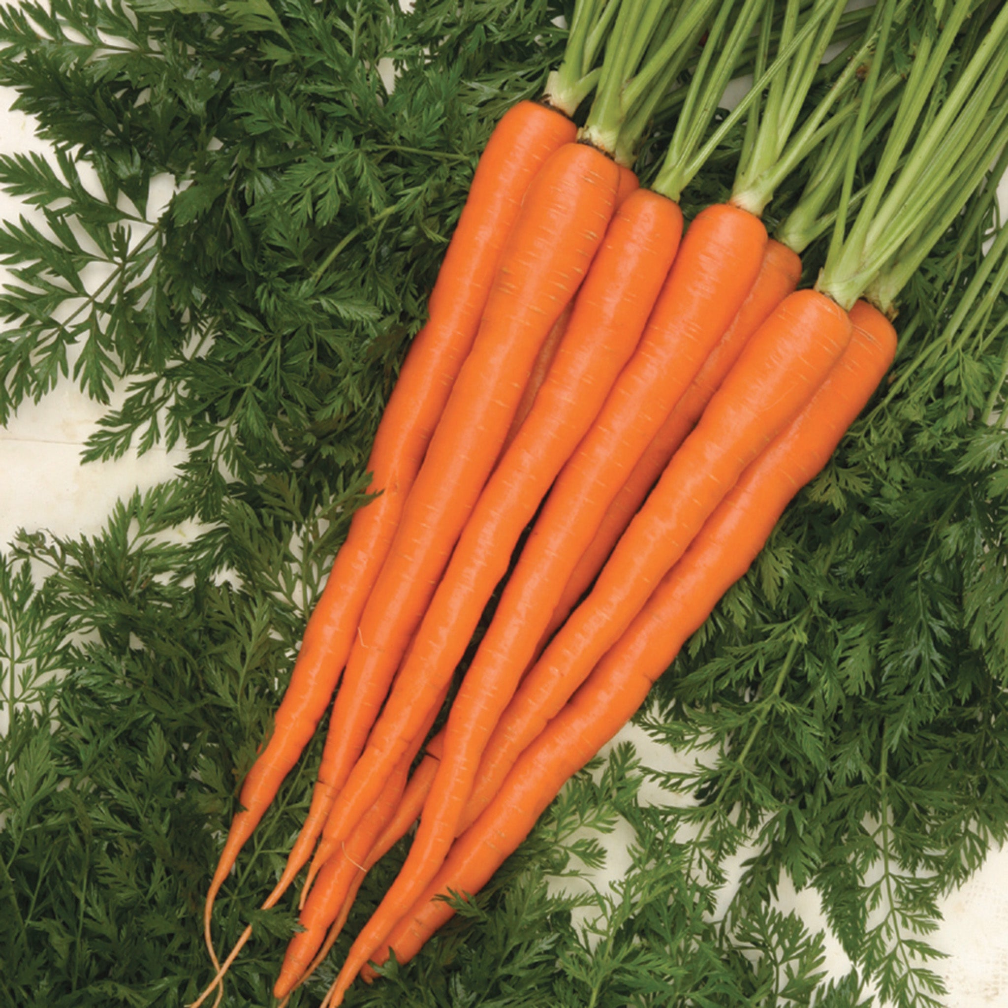 Carrot, Sugarsnax 54 Hybrid