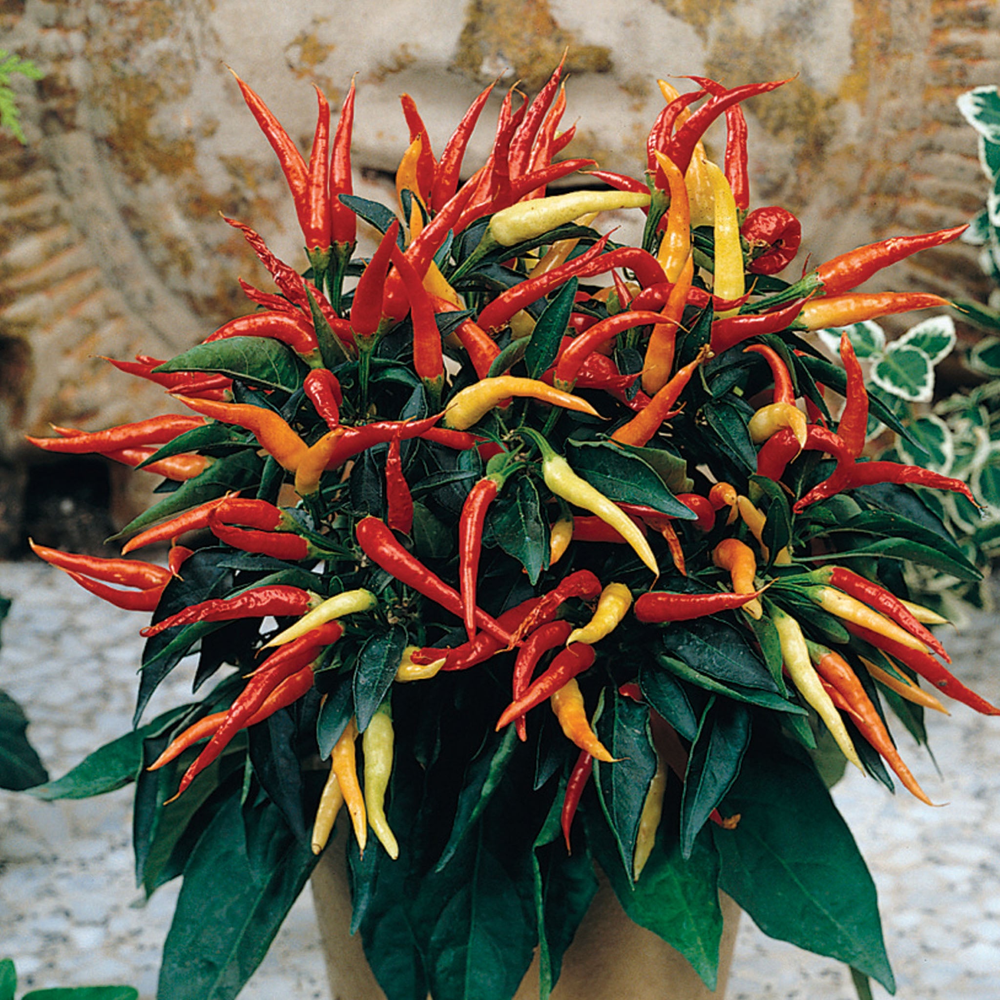 Pepper, Ornamental, Medusa
