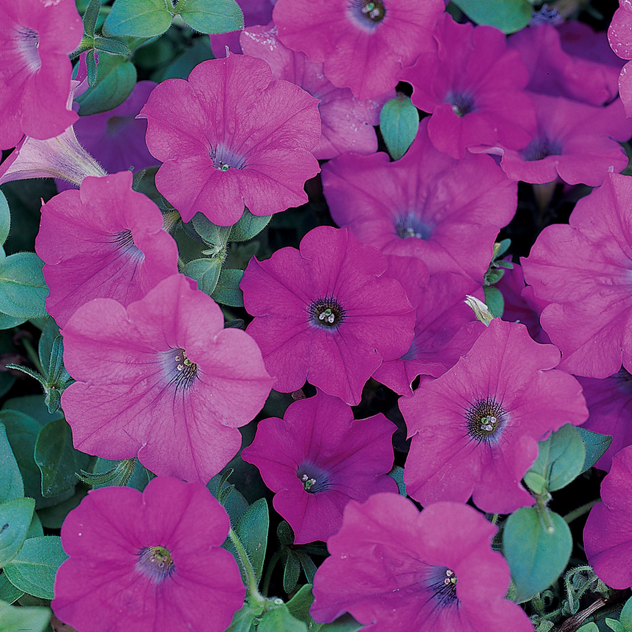 Petunia, Wave® Lavender Hybrid