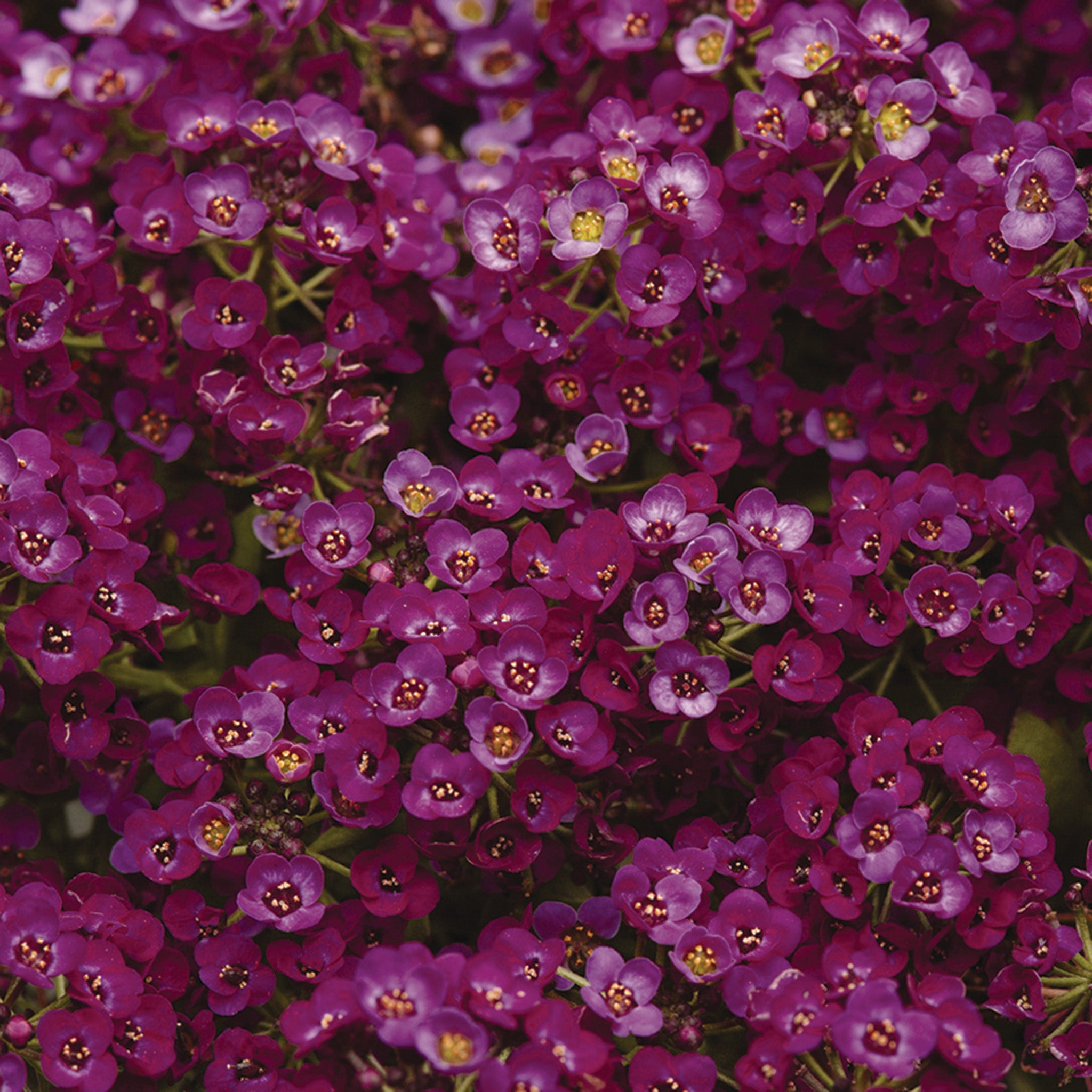 Alyssum,  Clear Crystal® Purple Shades