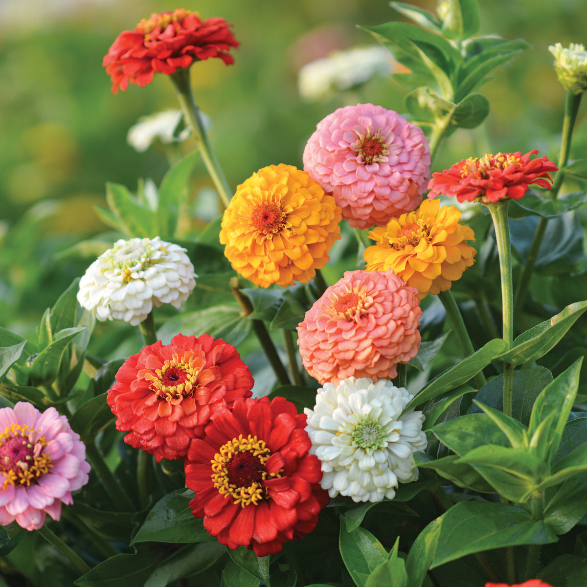 Zinnia, Oklahoma Mix
