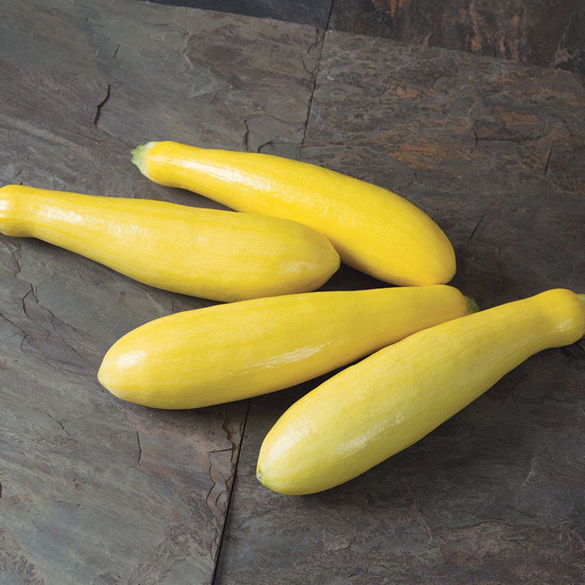 Squash, Summer, Grandprize Hybrid