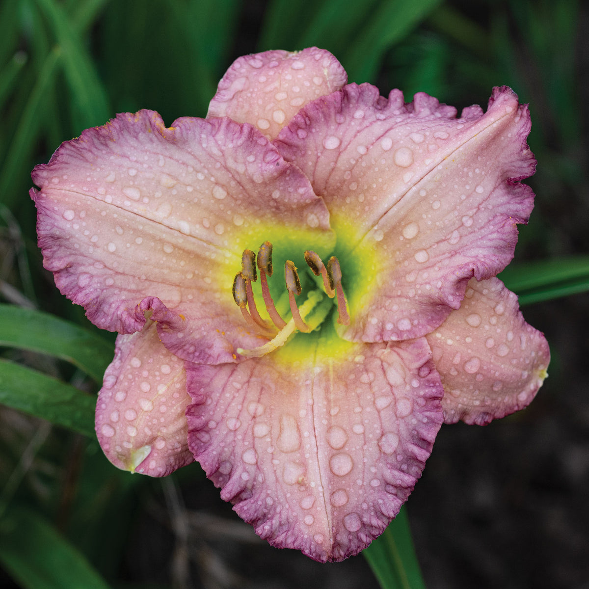 Daylily, Big Blue
