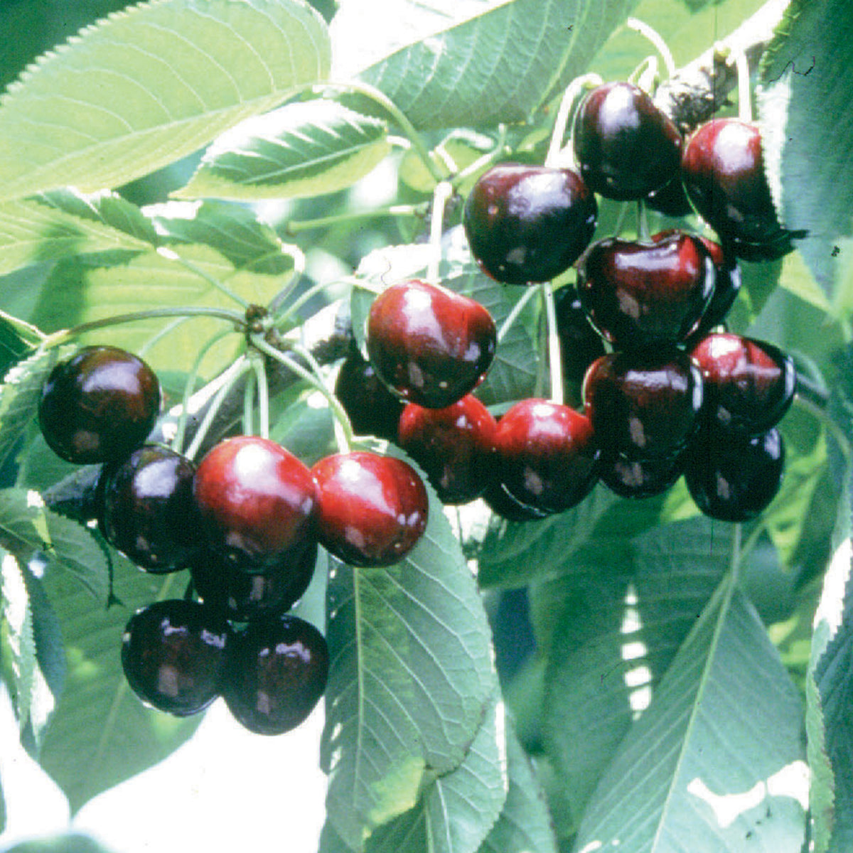 Cherry, Standard, Sweet, Lapins