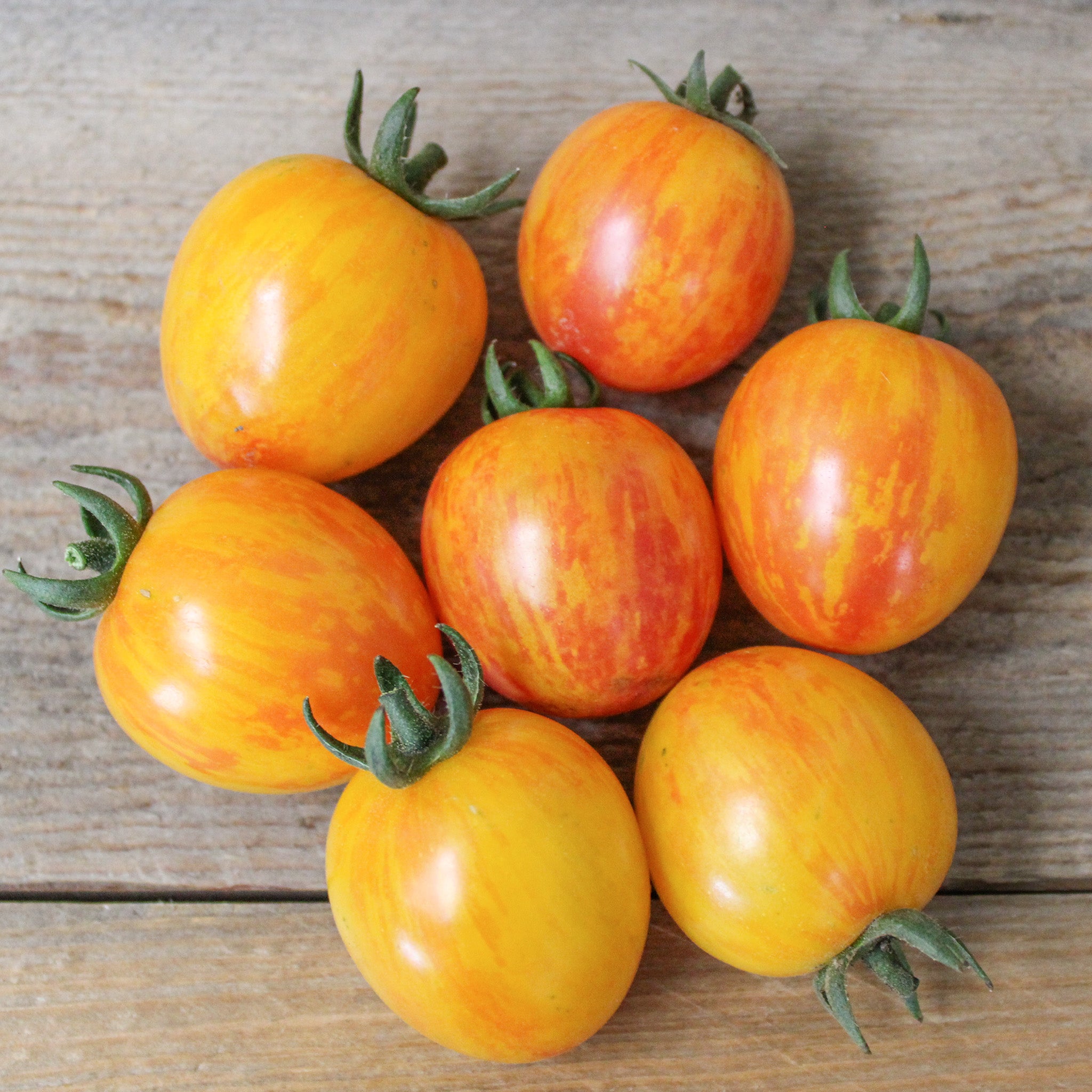 Tomato, Artisan™ Sunrise Bumble Bee