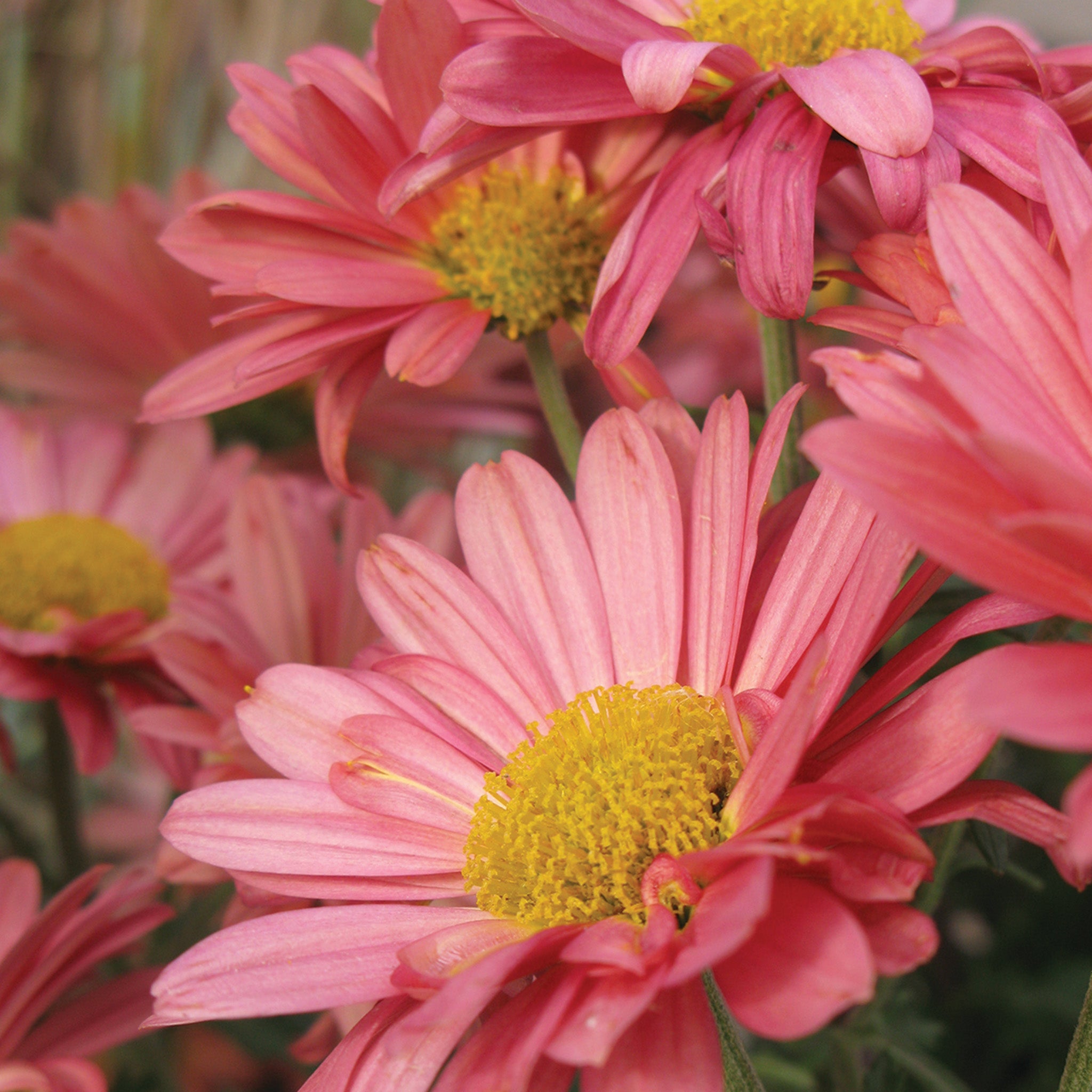 Chrysanthemum, Mammoth™ Coral Daisy
