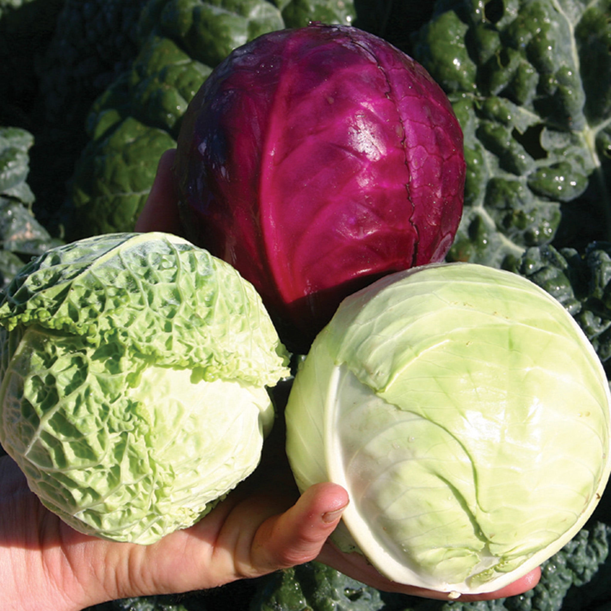 Cabbage, Jung's Babies Triplet Hybrid Blend