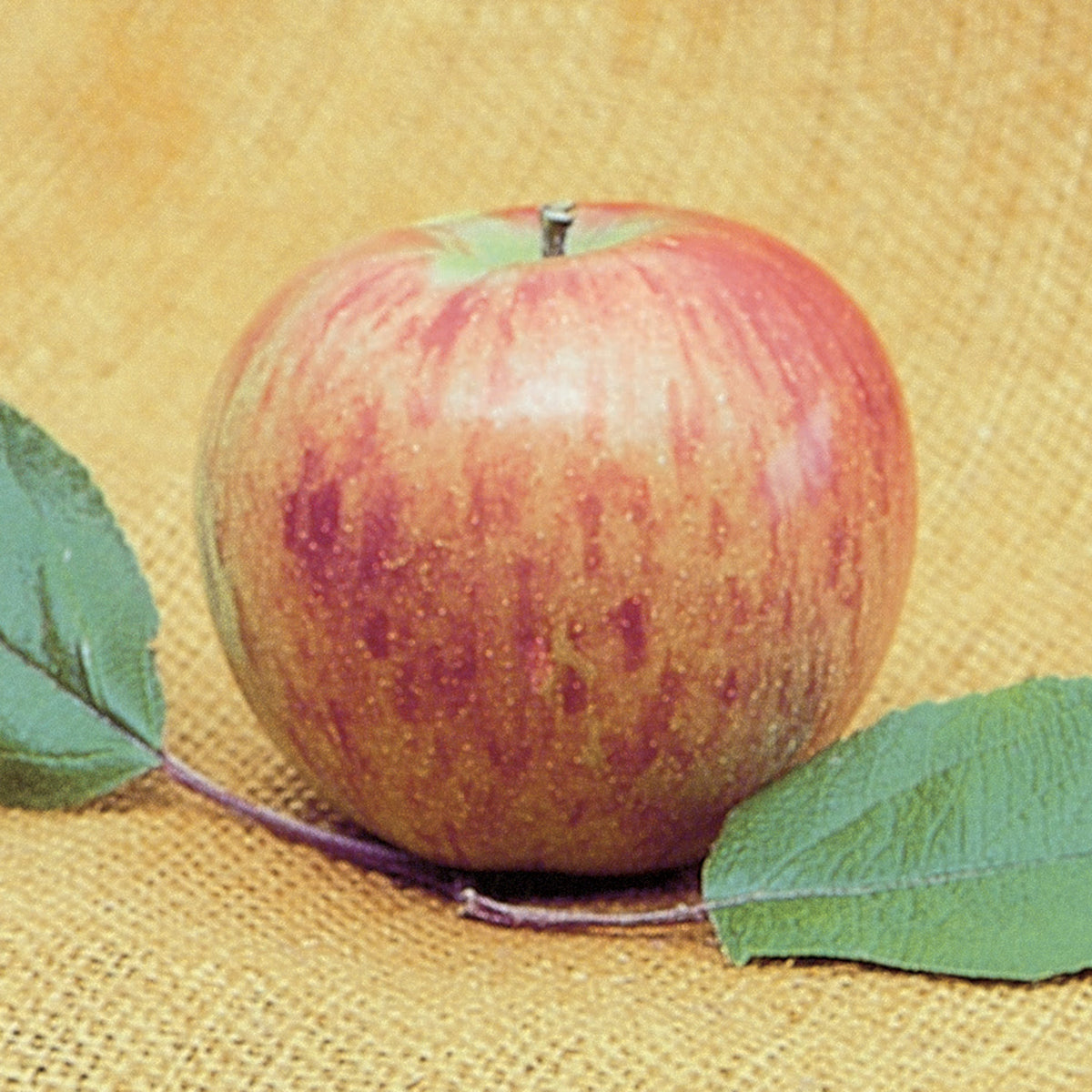 Apple, Semi-Dwarf, Bonnie Best