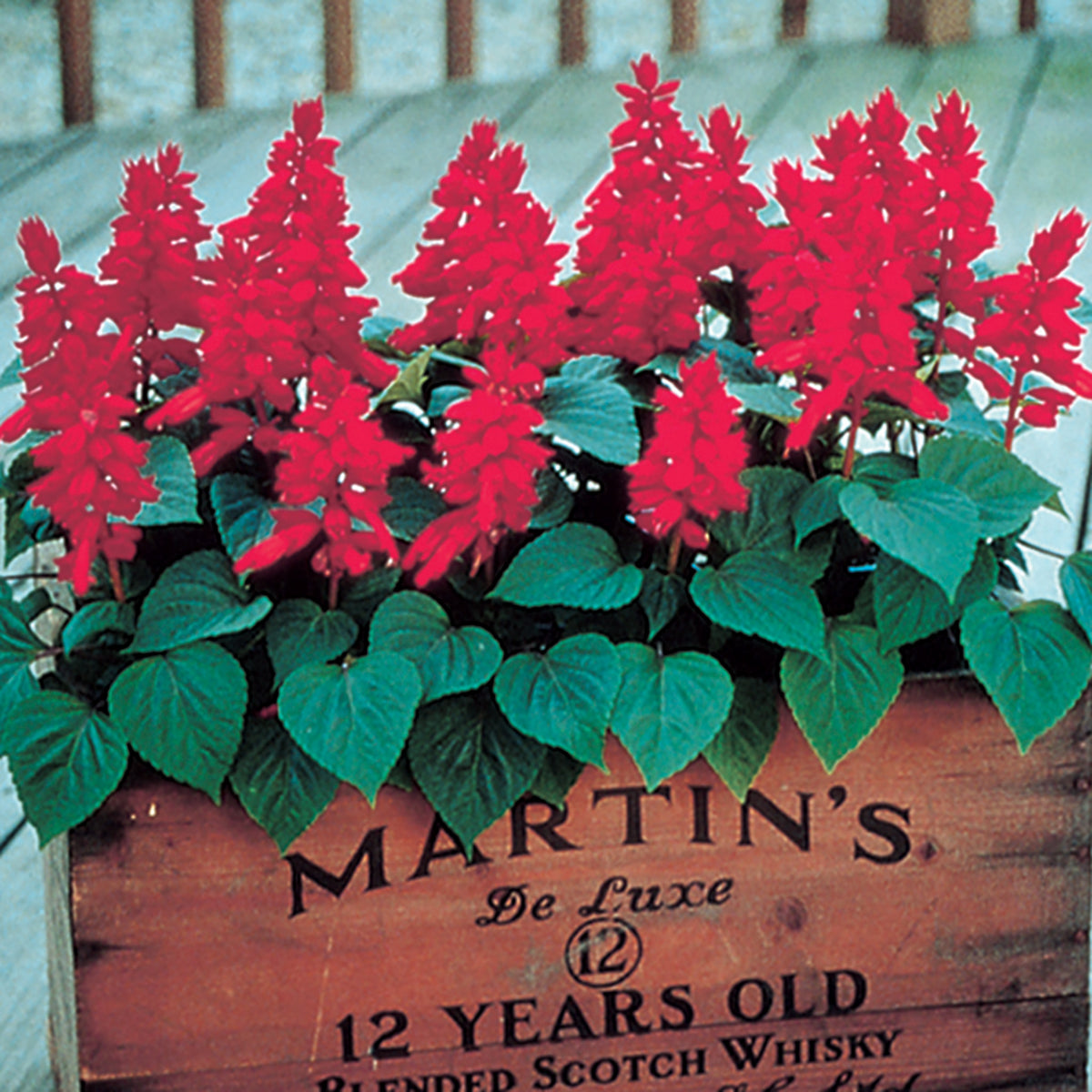 Salvia, Vista™ Red