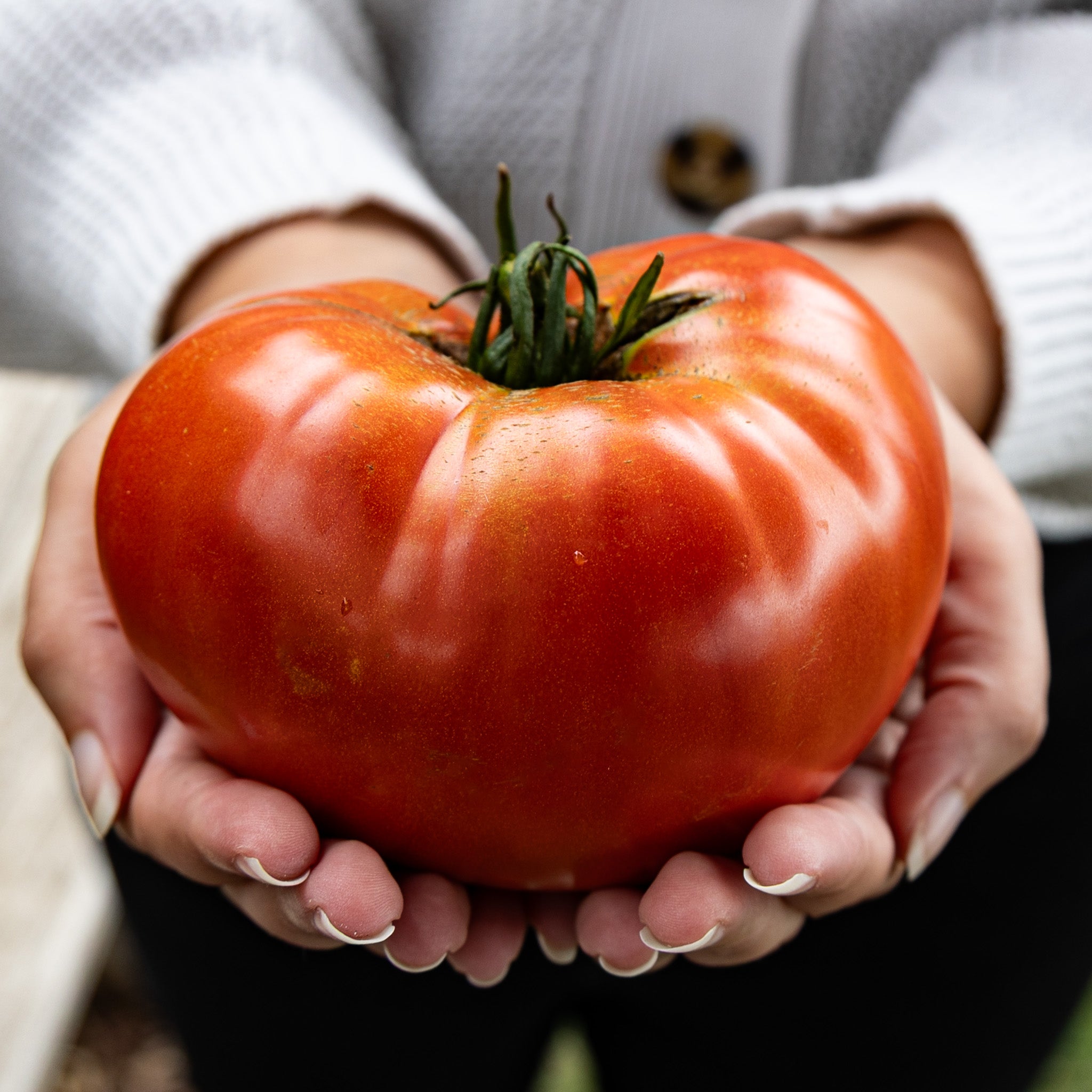 Tomato, Big Zac® Hybrid.
