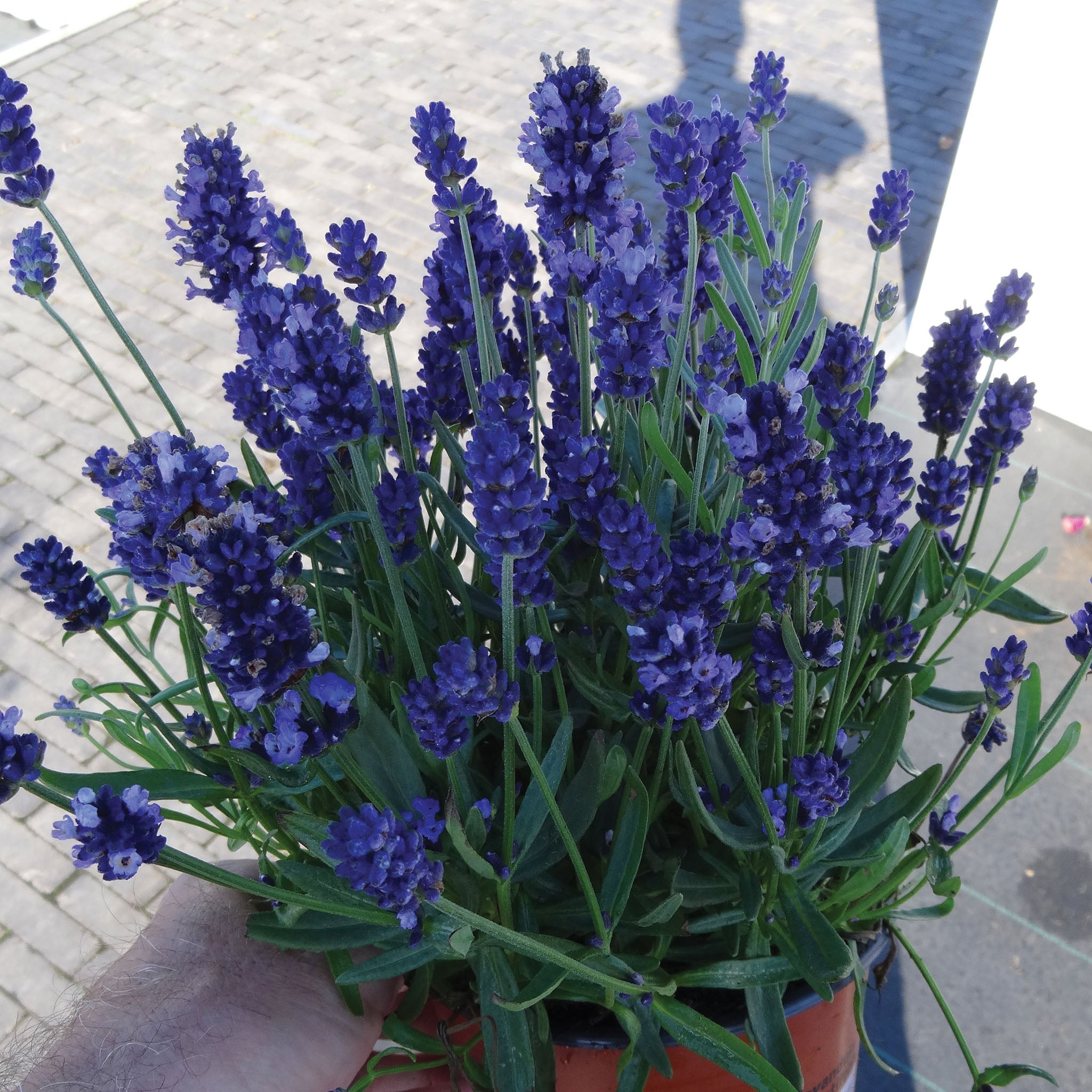 Lavender, Super Blue
