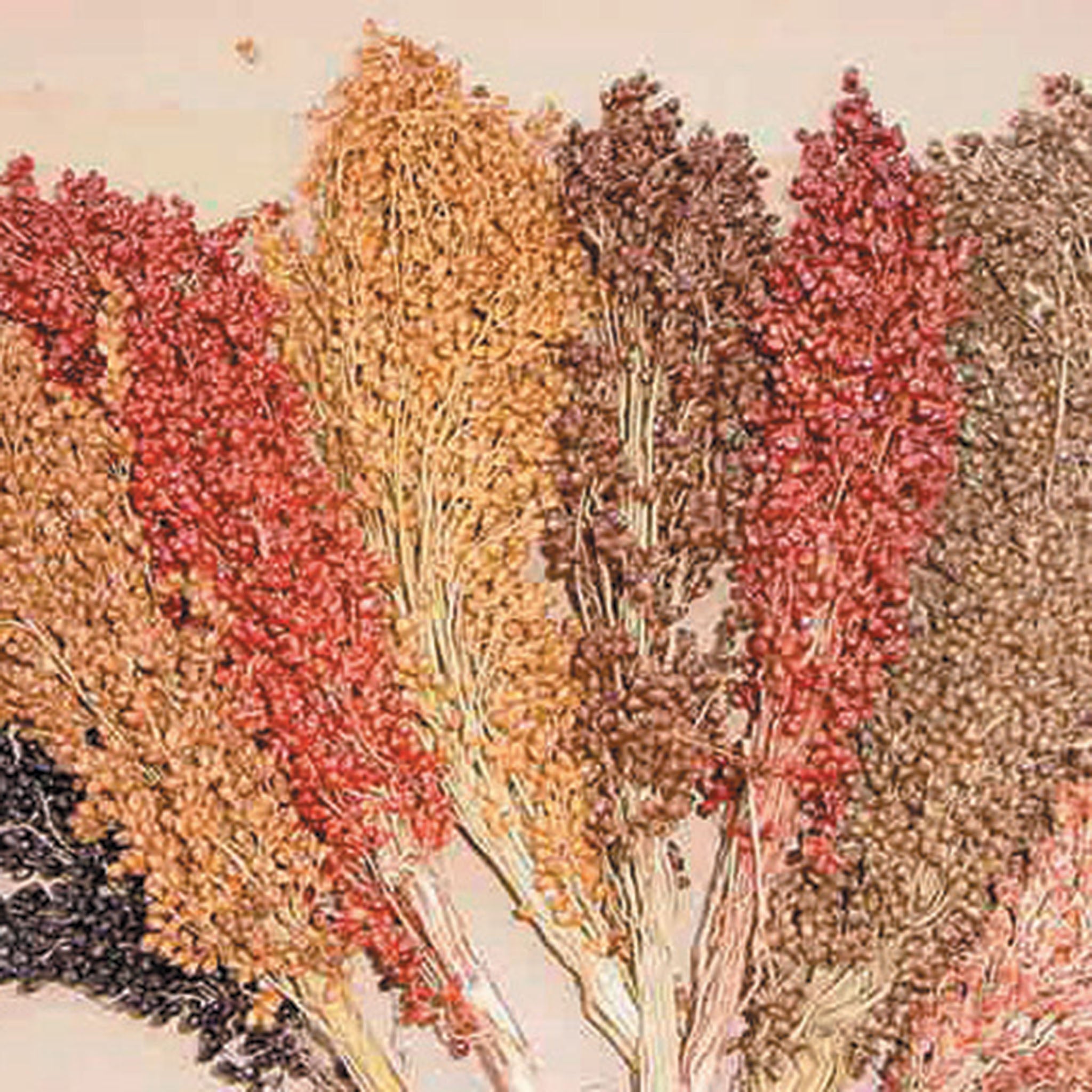Sorghum, Colored Uprights Blend