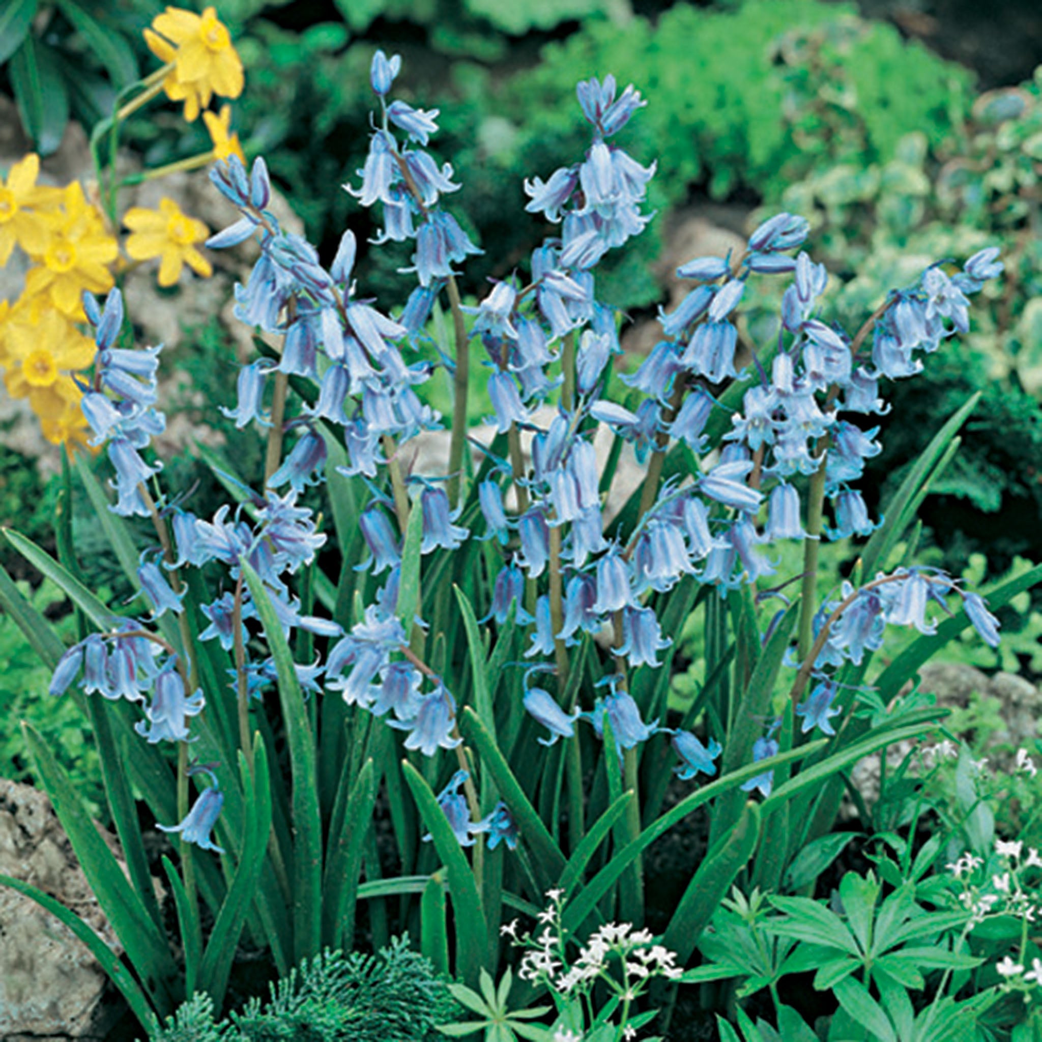 Bluebells, English, 15 Pack