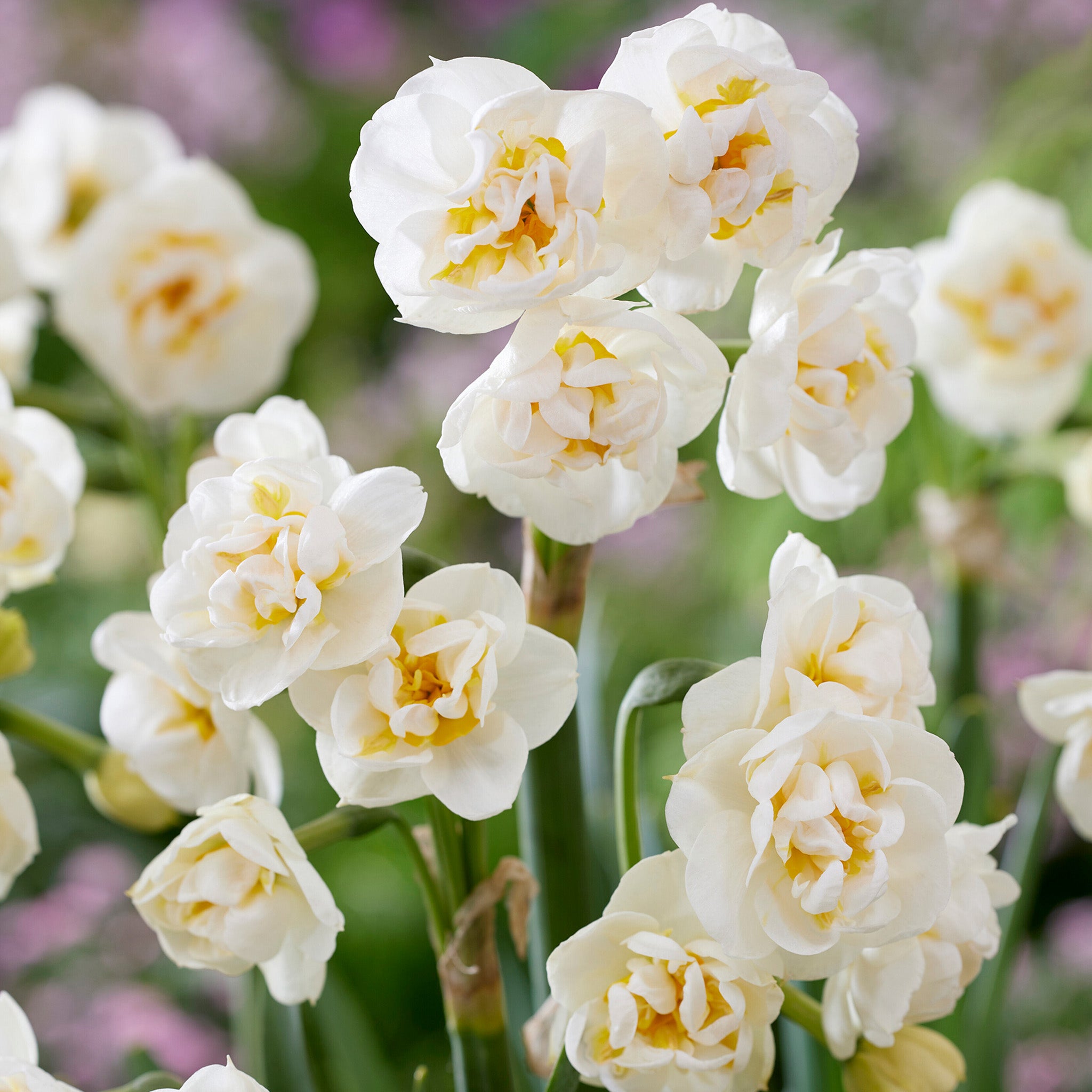 Daffodil, Bridal Crown, 10 Pack
