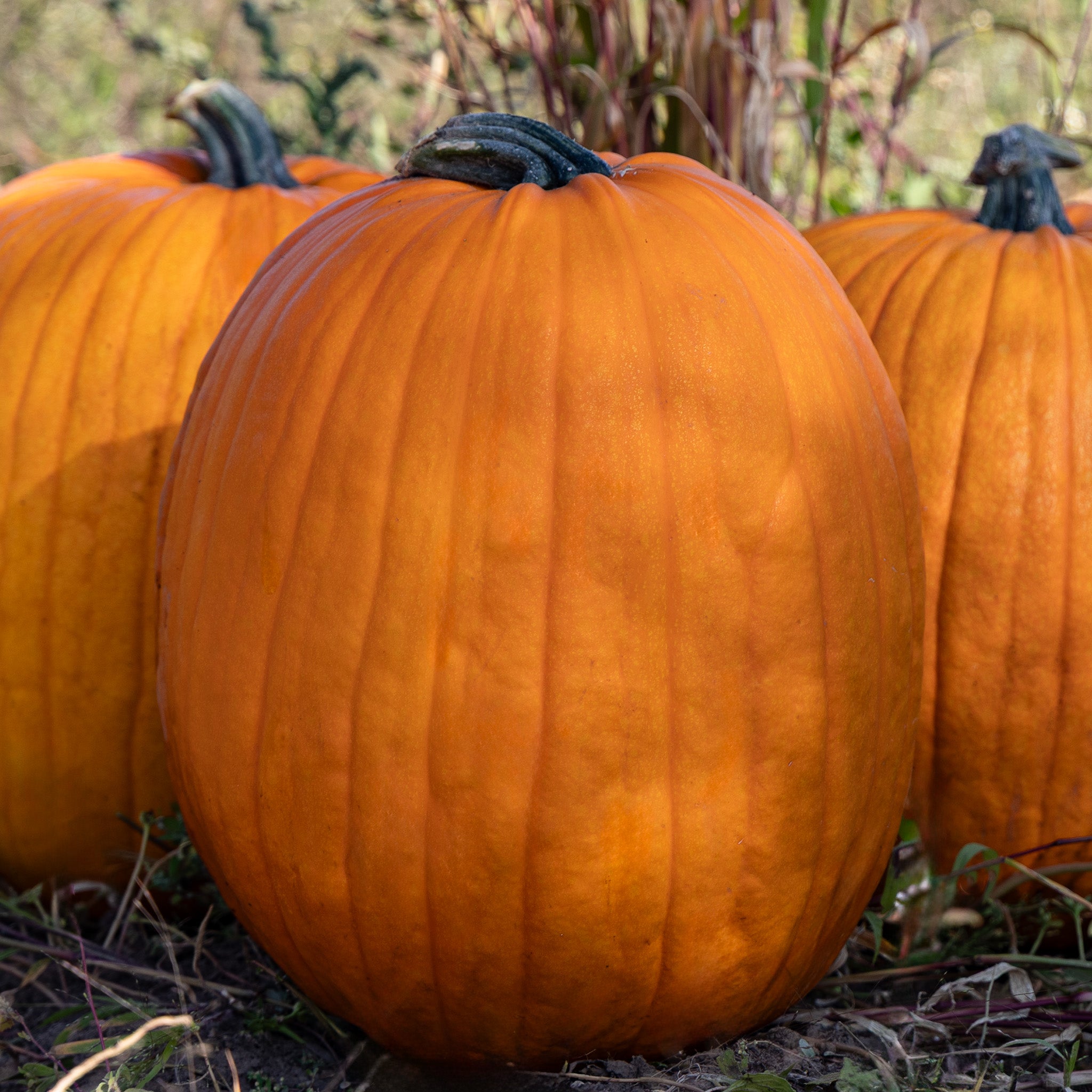 Pumpkin, Autumn Gold Bush Hybrid