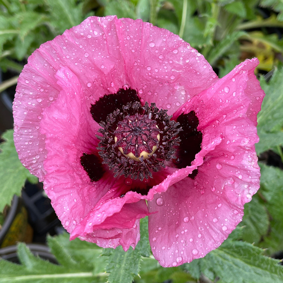 Poppy, Oriental, Little Patty's Plum