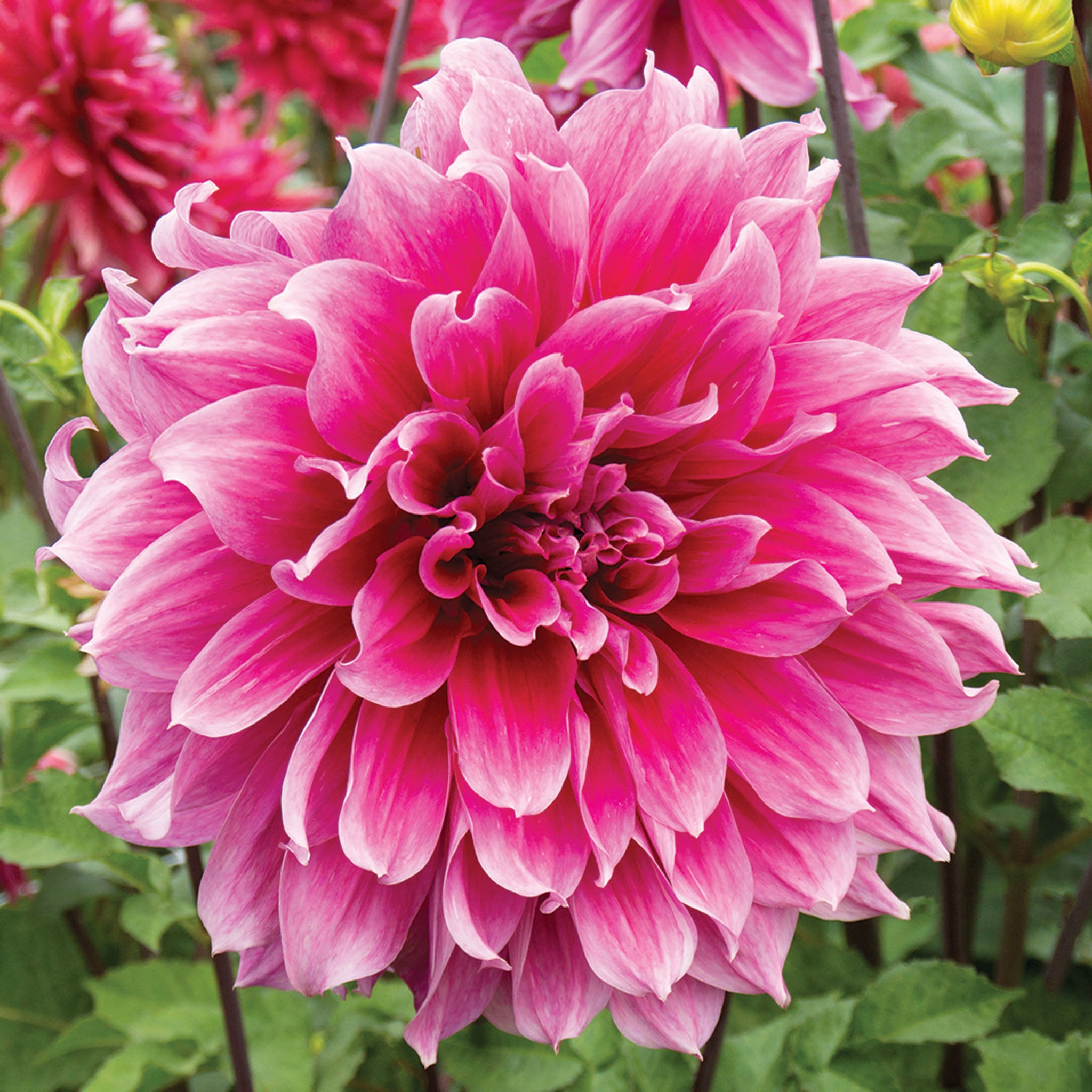 Dahlia, Emory Paul