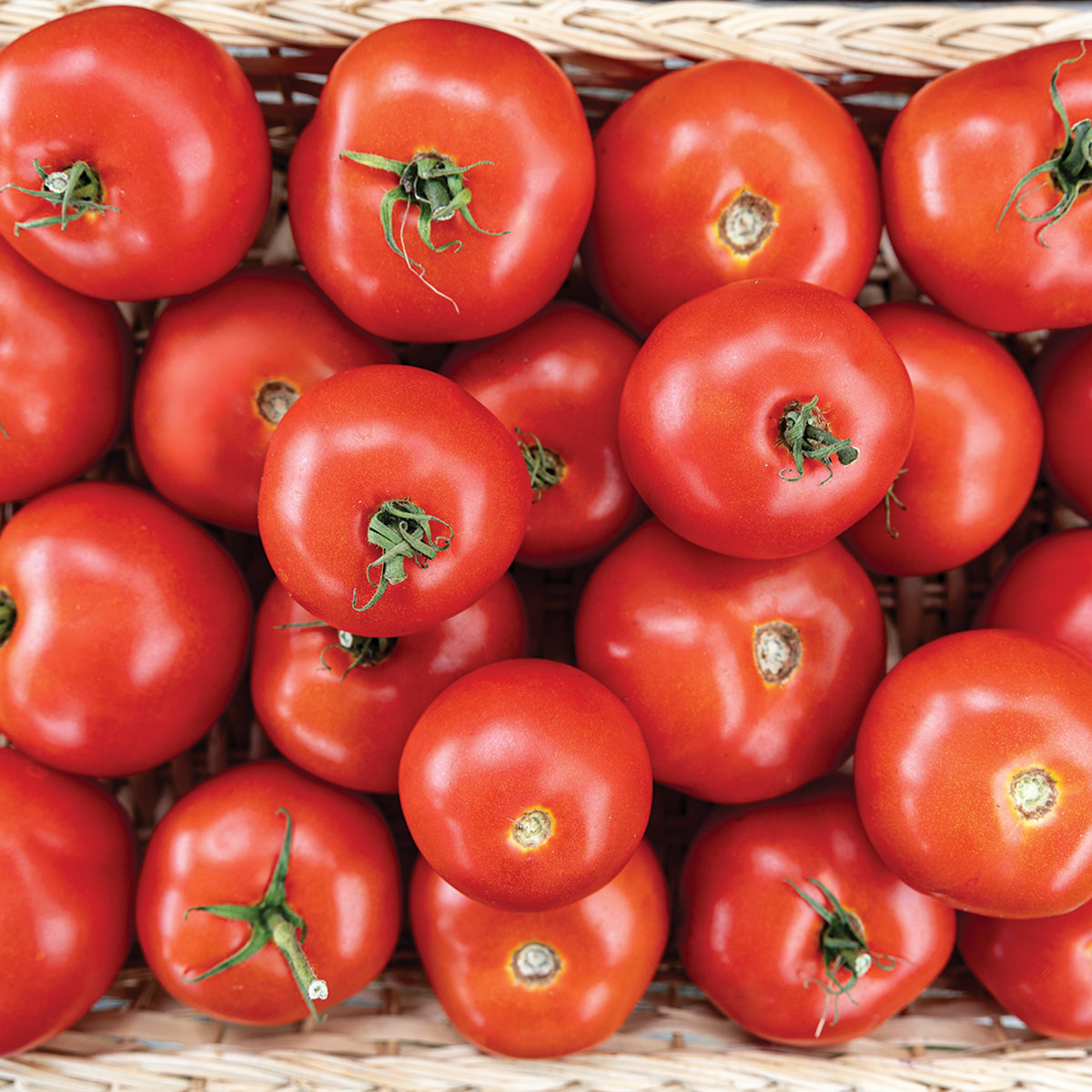 Tomato, Early Doll Hybrid