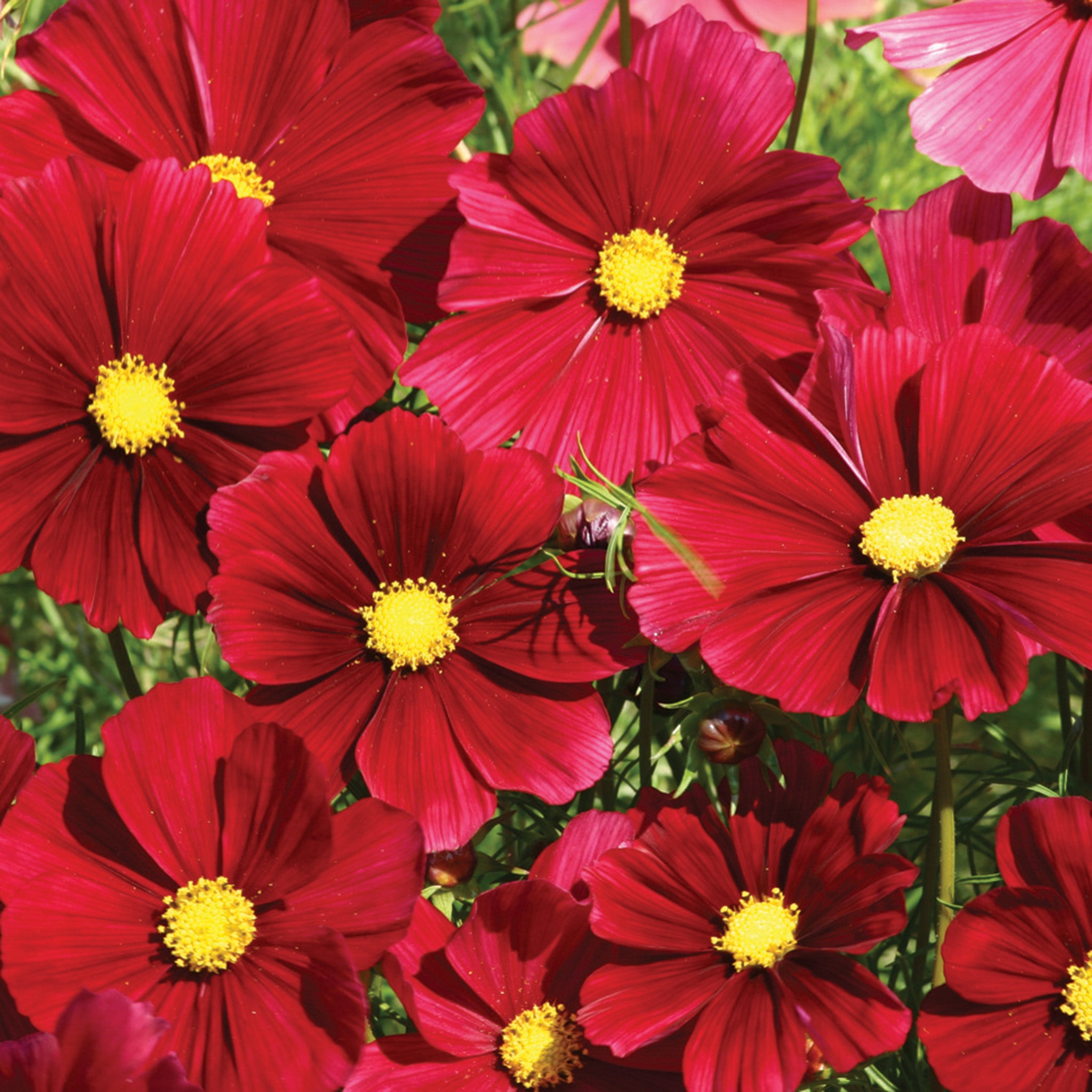 Cosmos, Rubenza