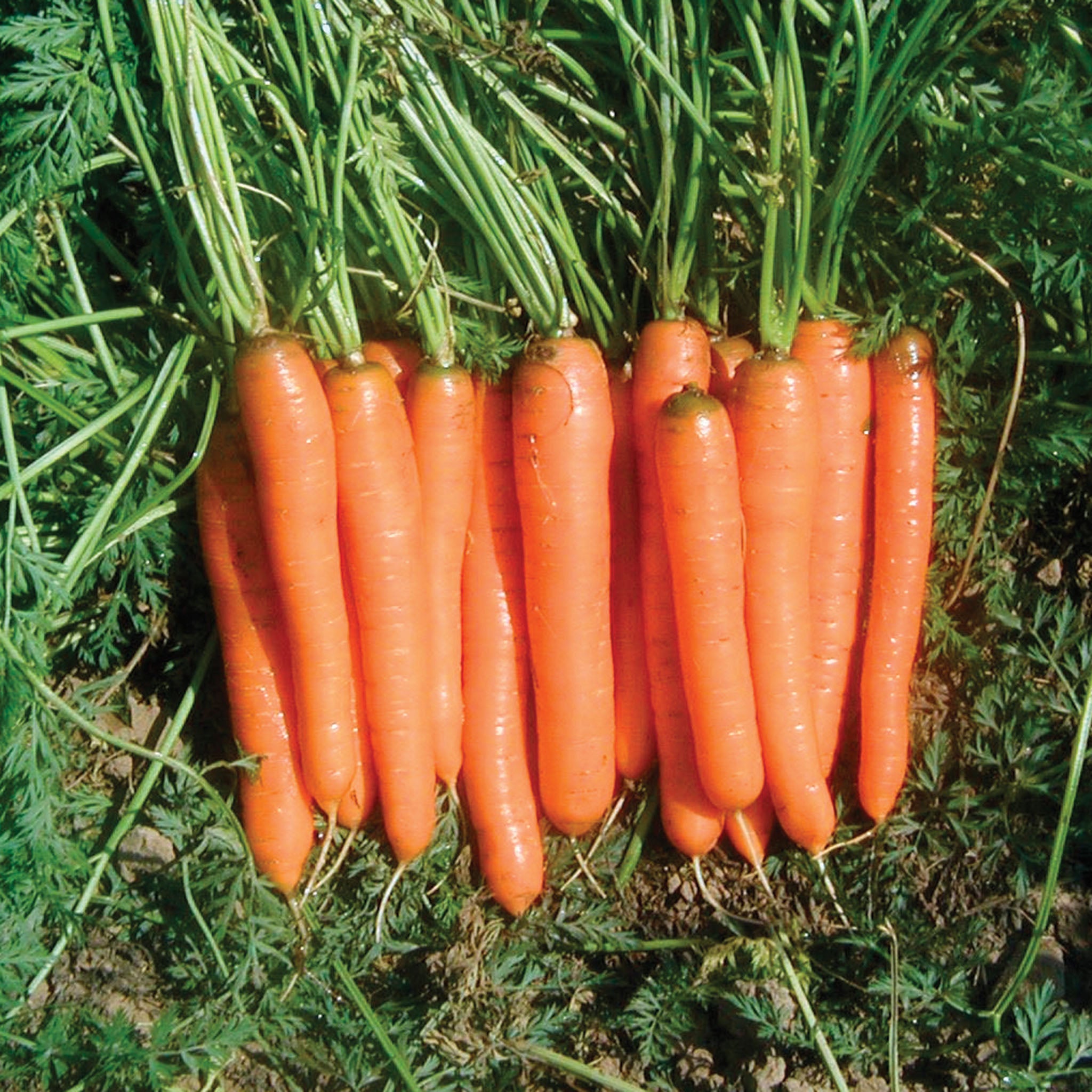 Carrot, Yaya Hybrid