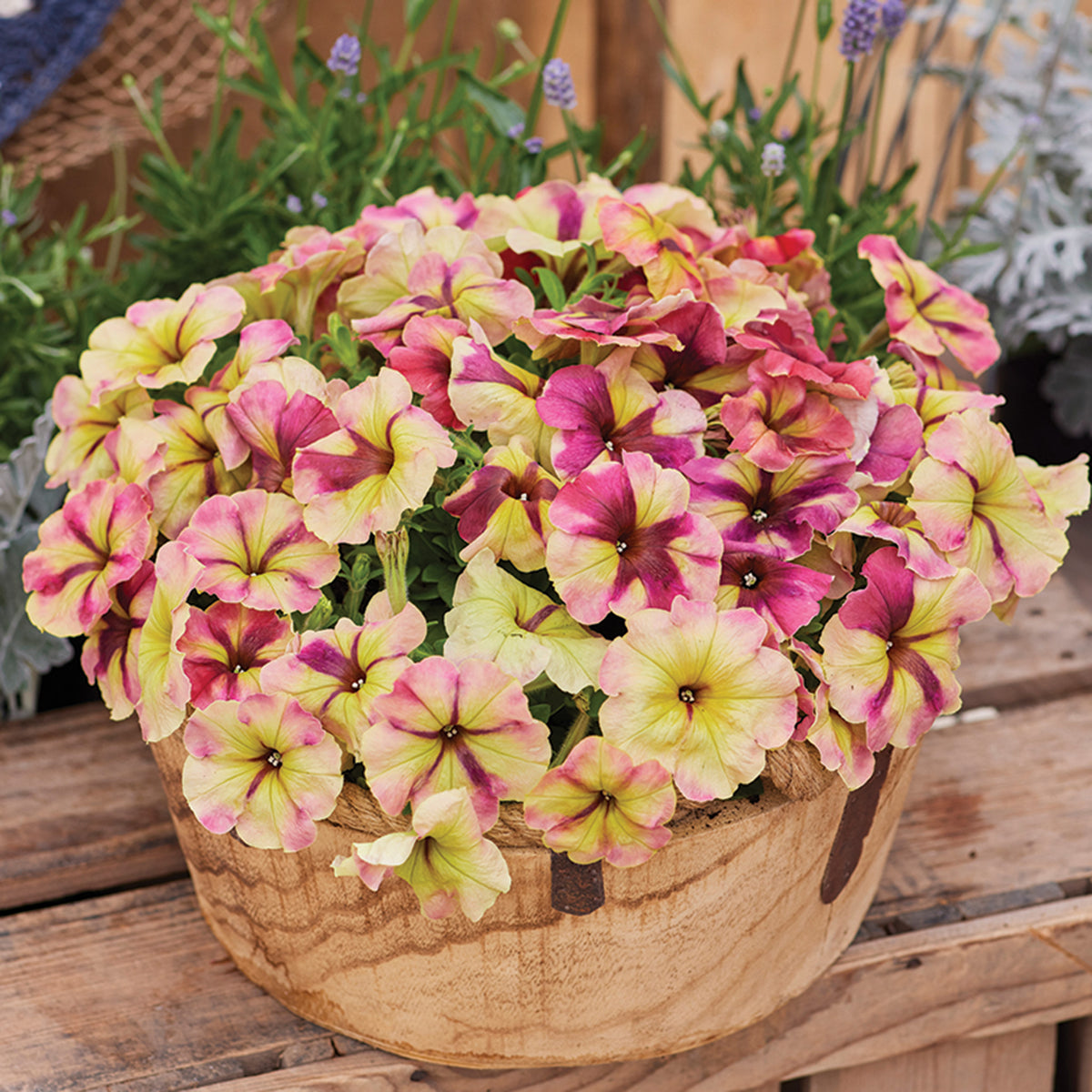 Petunia, Shake™ Raspberry Hybrid