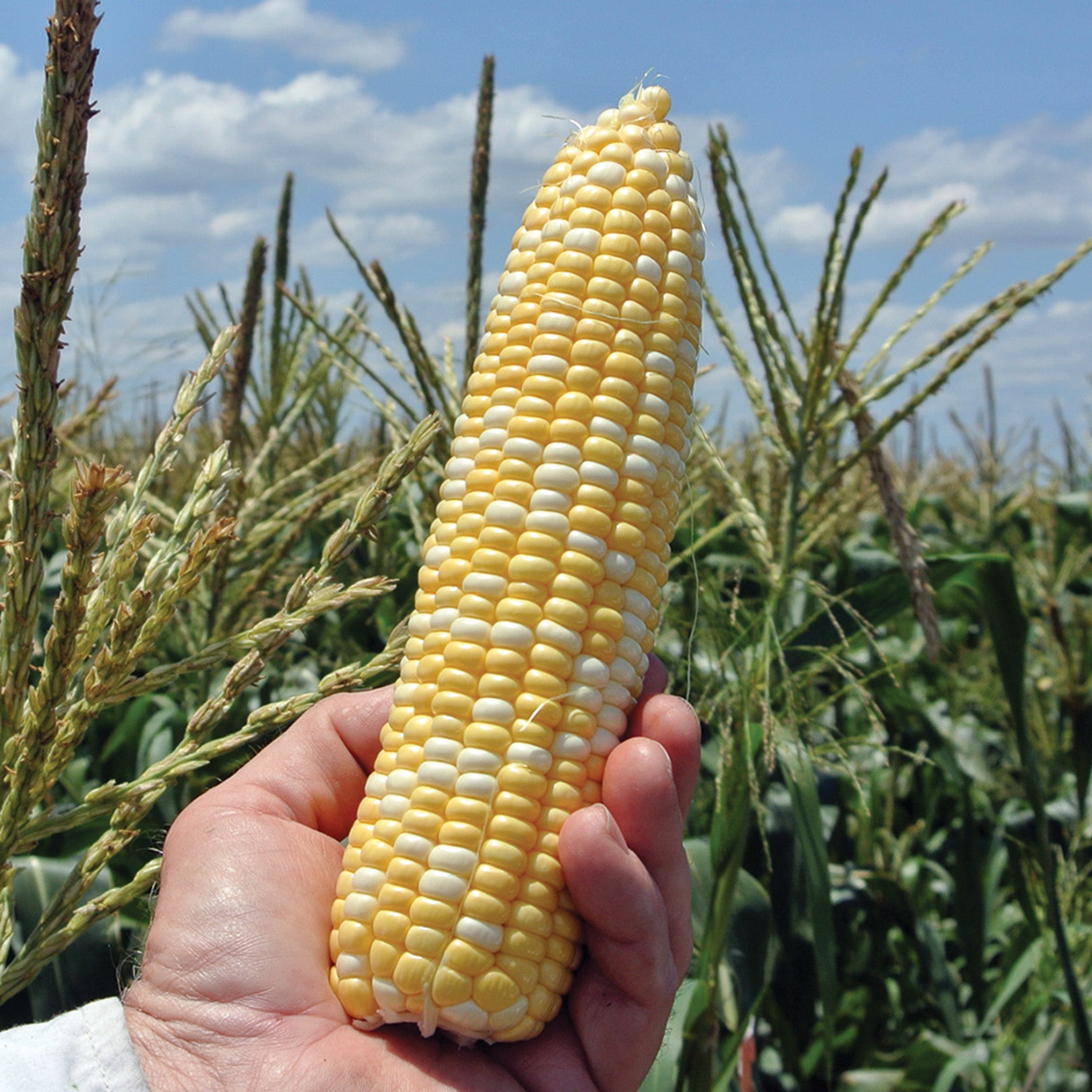 Sweet Corn, ACes Bicolor Hybrid, Treated